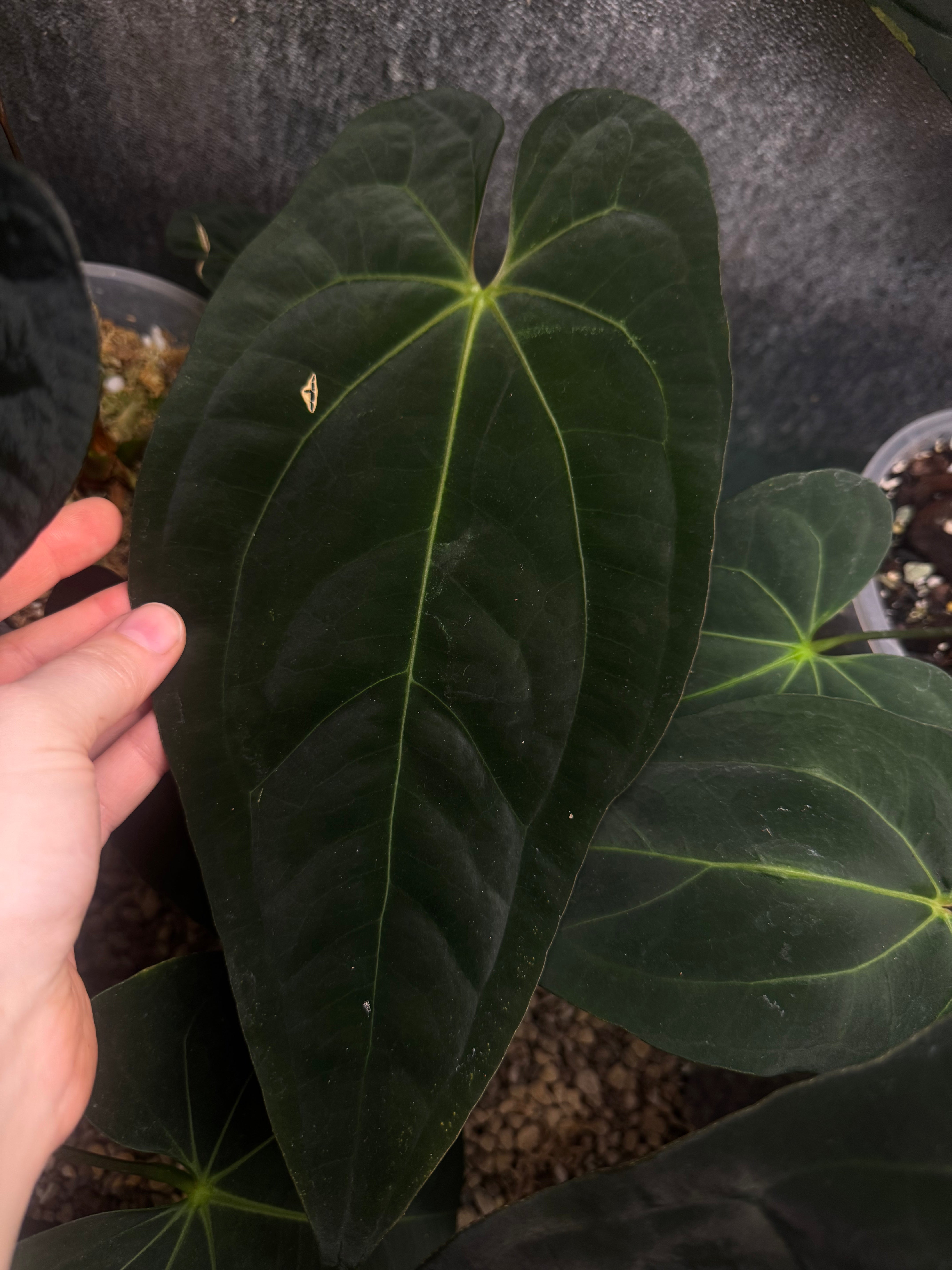 NFS: Anthurium Fort Sherman x Ace of Spades (Kunzo)