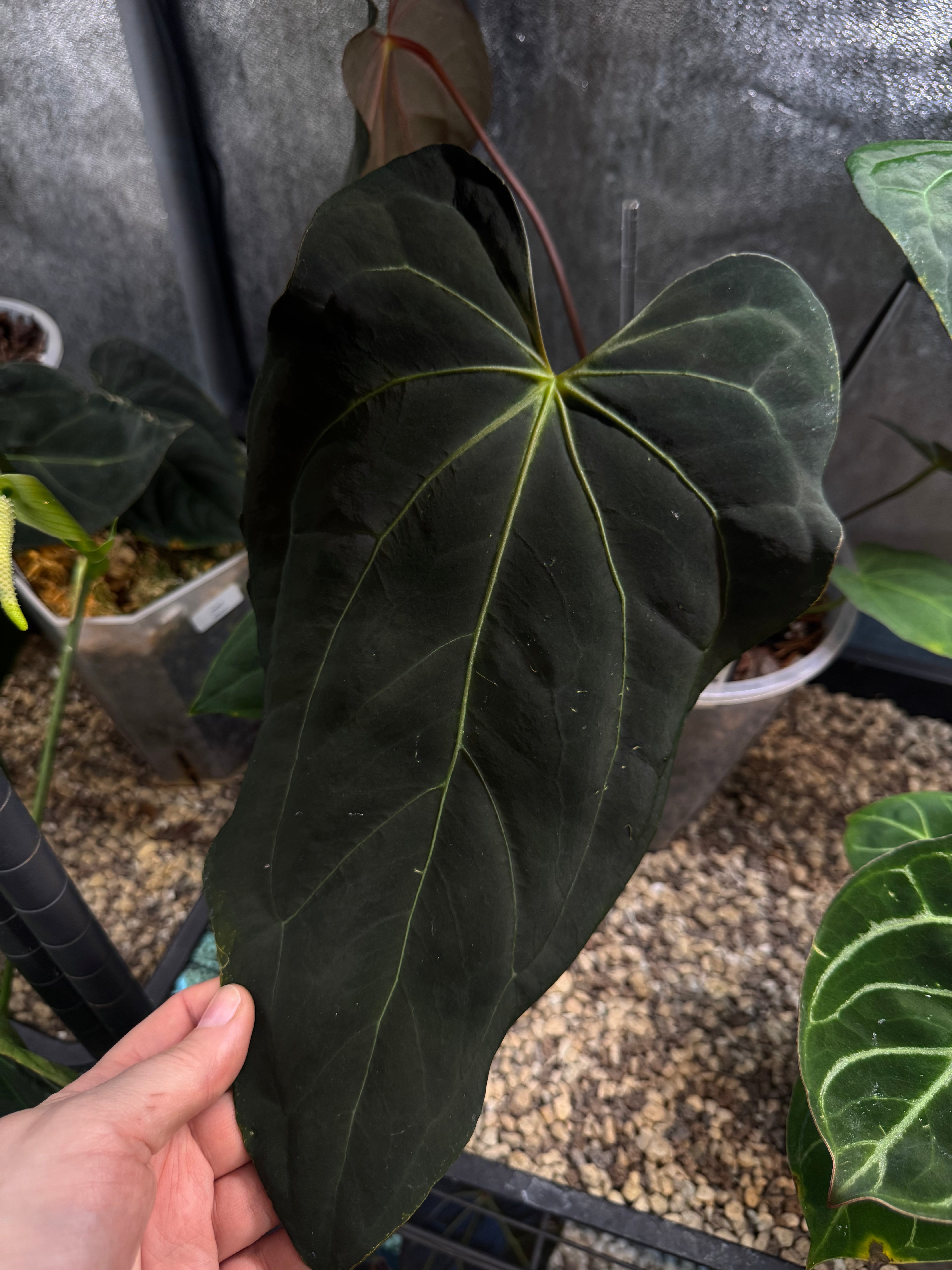 NFS: Anthurium Blue Papillilaminum x self