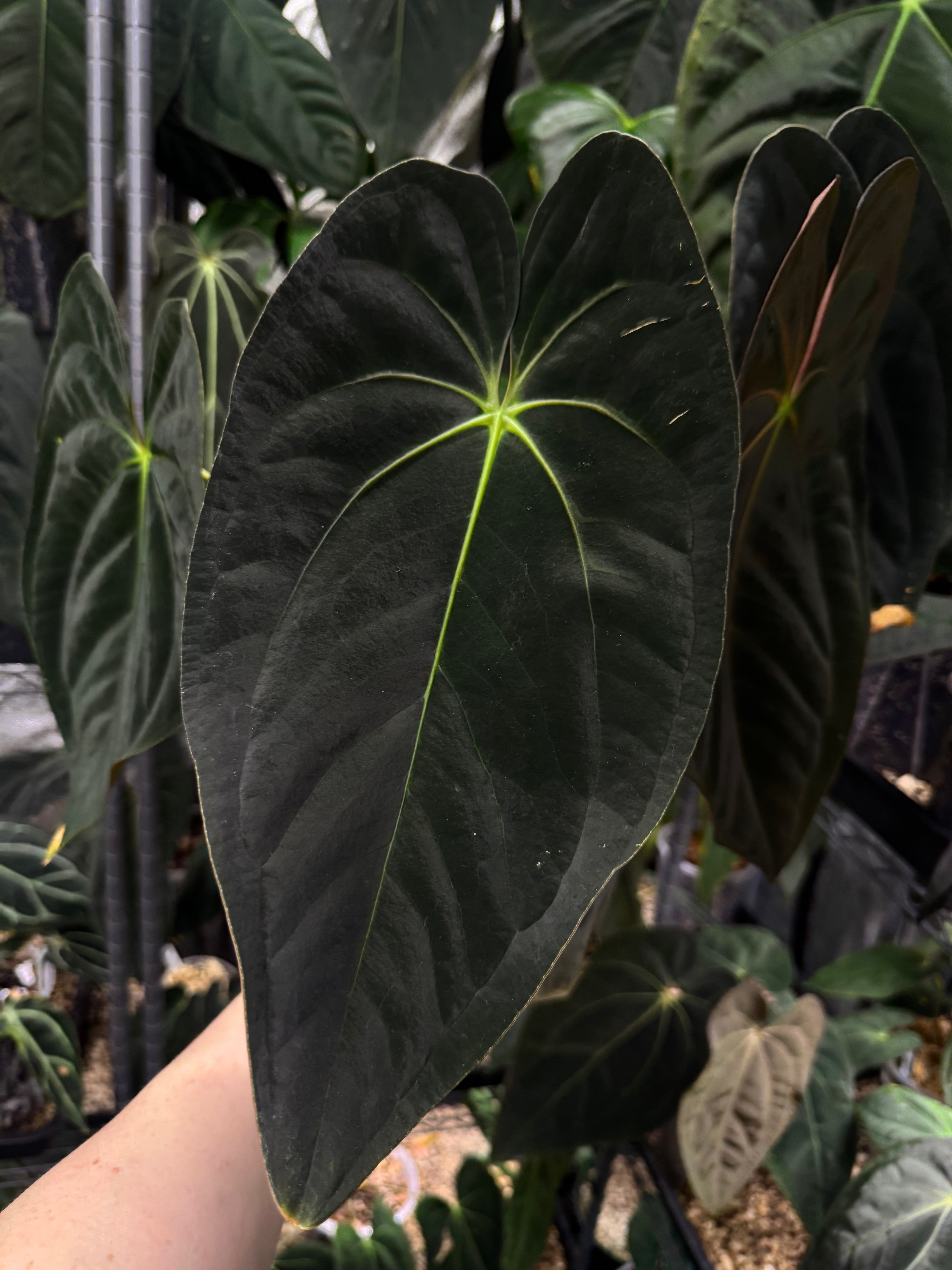 NFS: Anthurium Papillilaminum 'Guna Yala' #2