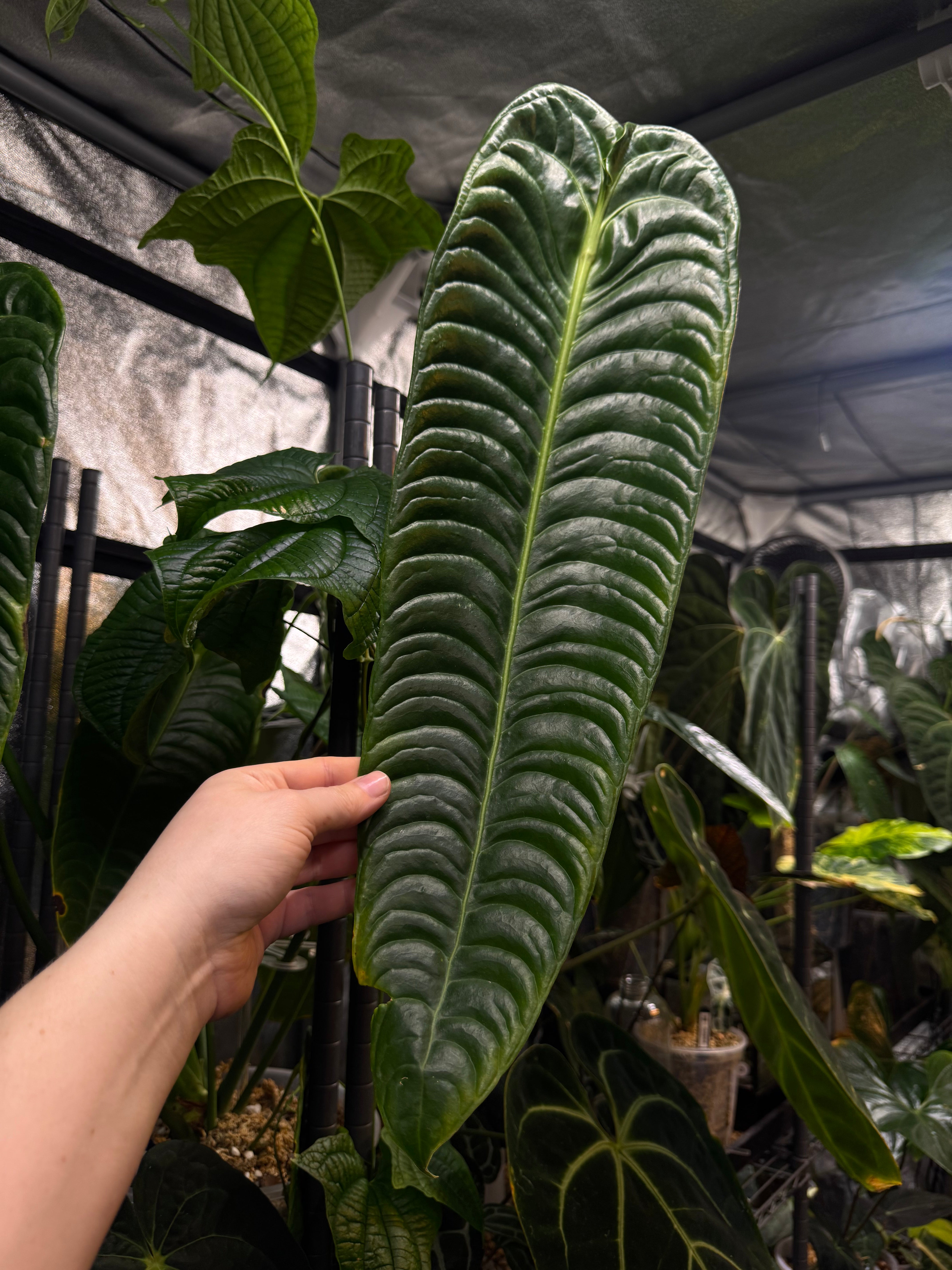 NFS: Anthurium Veitchii