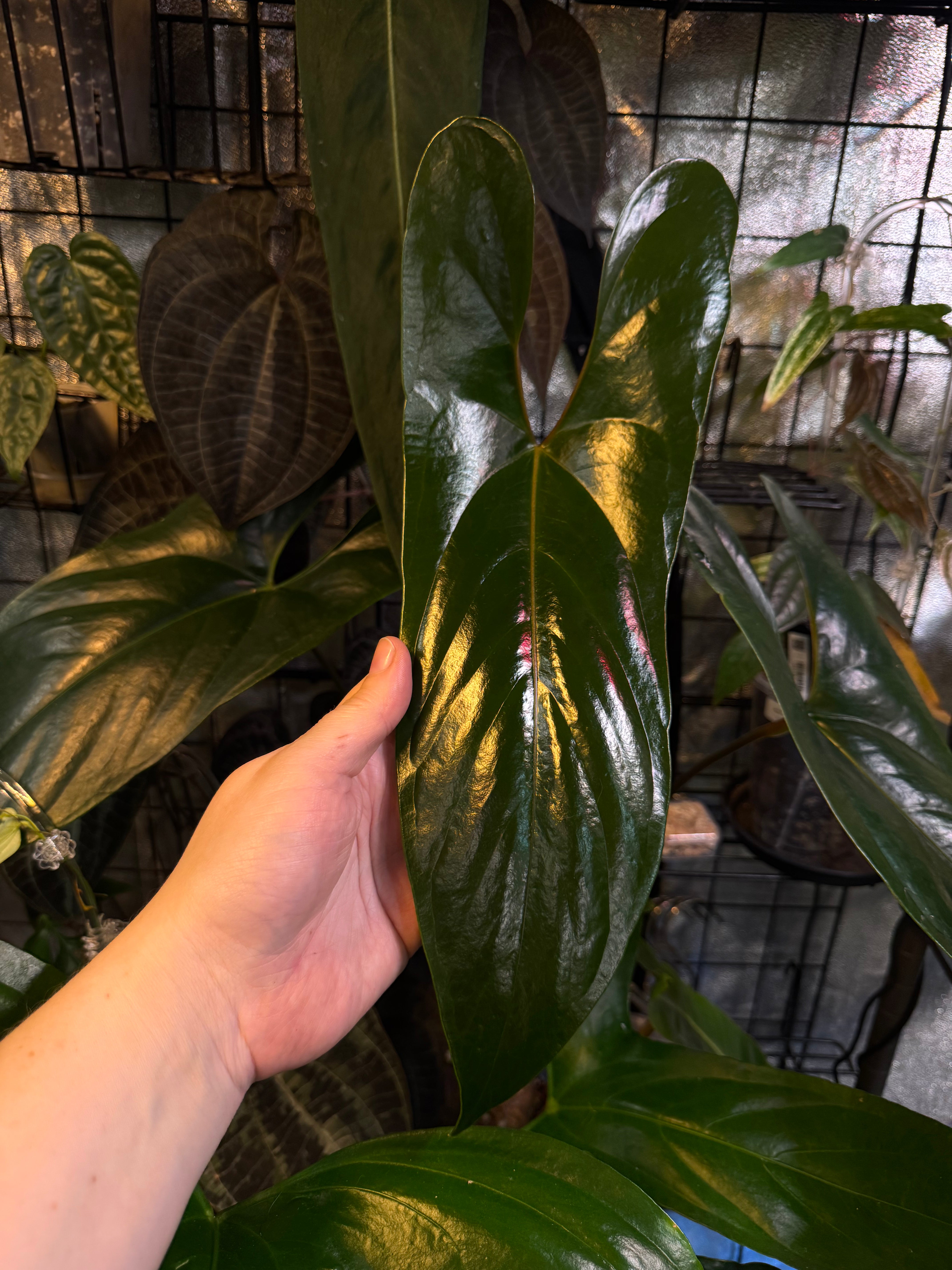 NFS: Anthurium sp. Napo (Nigrolaminum 'Gigi')