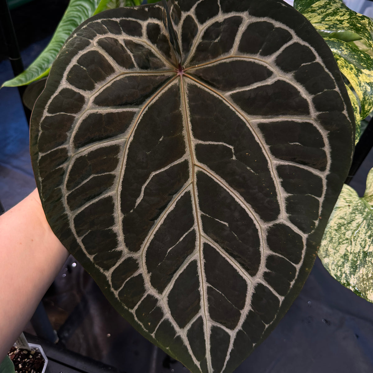 mihikatha anthurium NFS: Anthurium Michelle