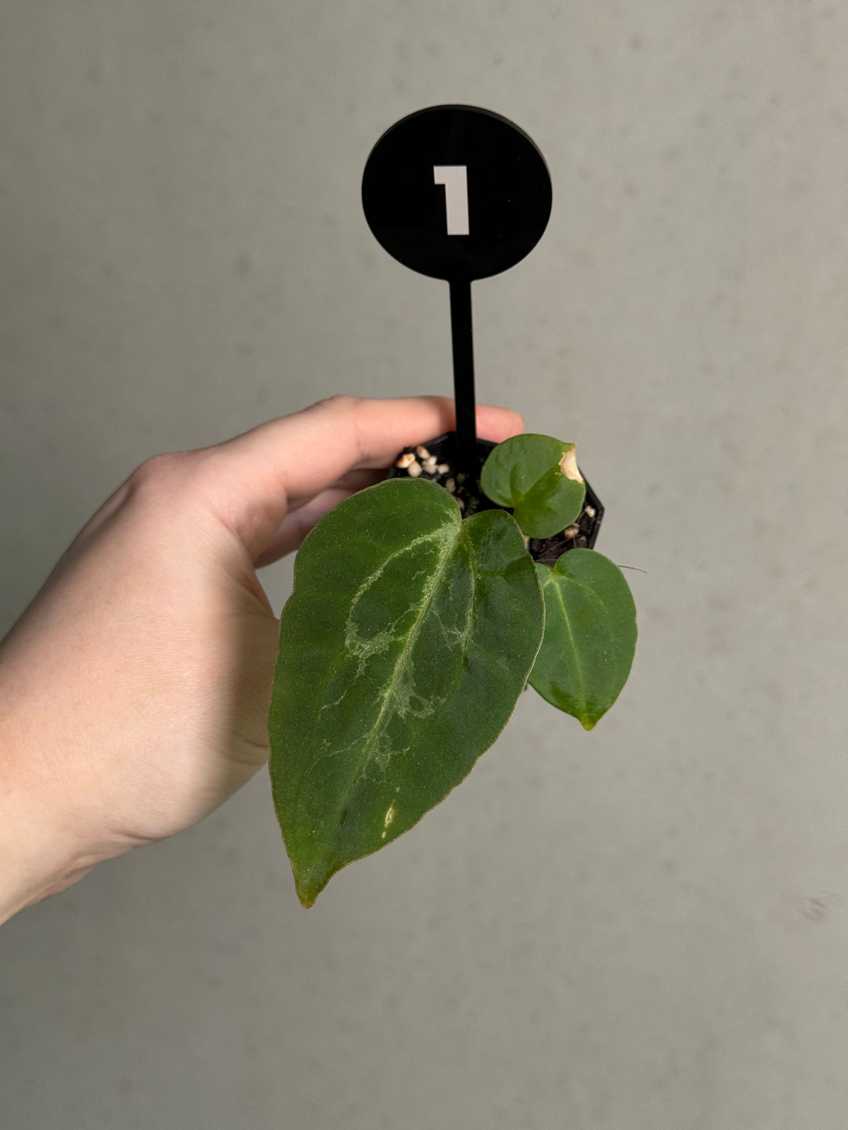 Healthy Anthurium Michelle plant from SMUKHI with vibrant green leaves and showy red flowers, set against a neutral background.