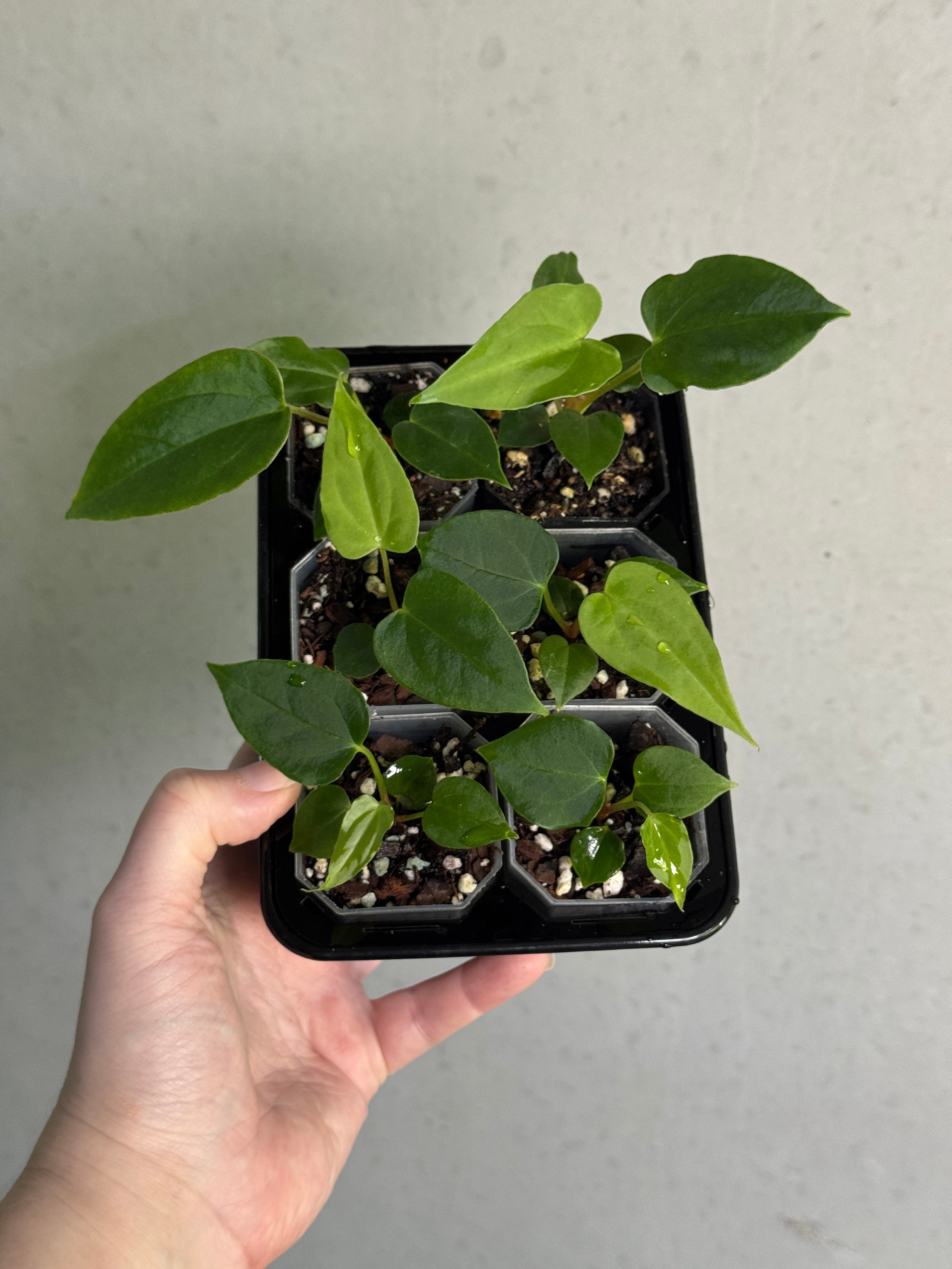 Anthurium (XOne x Indo Portillae) x Ralph Lynam S1 - Rare Finds