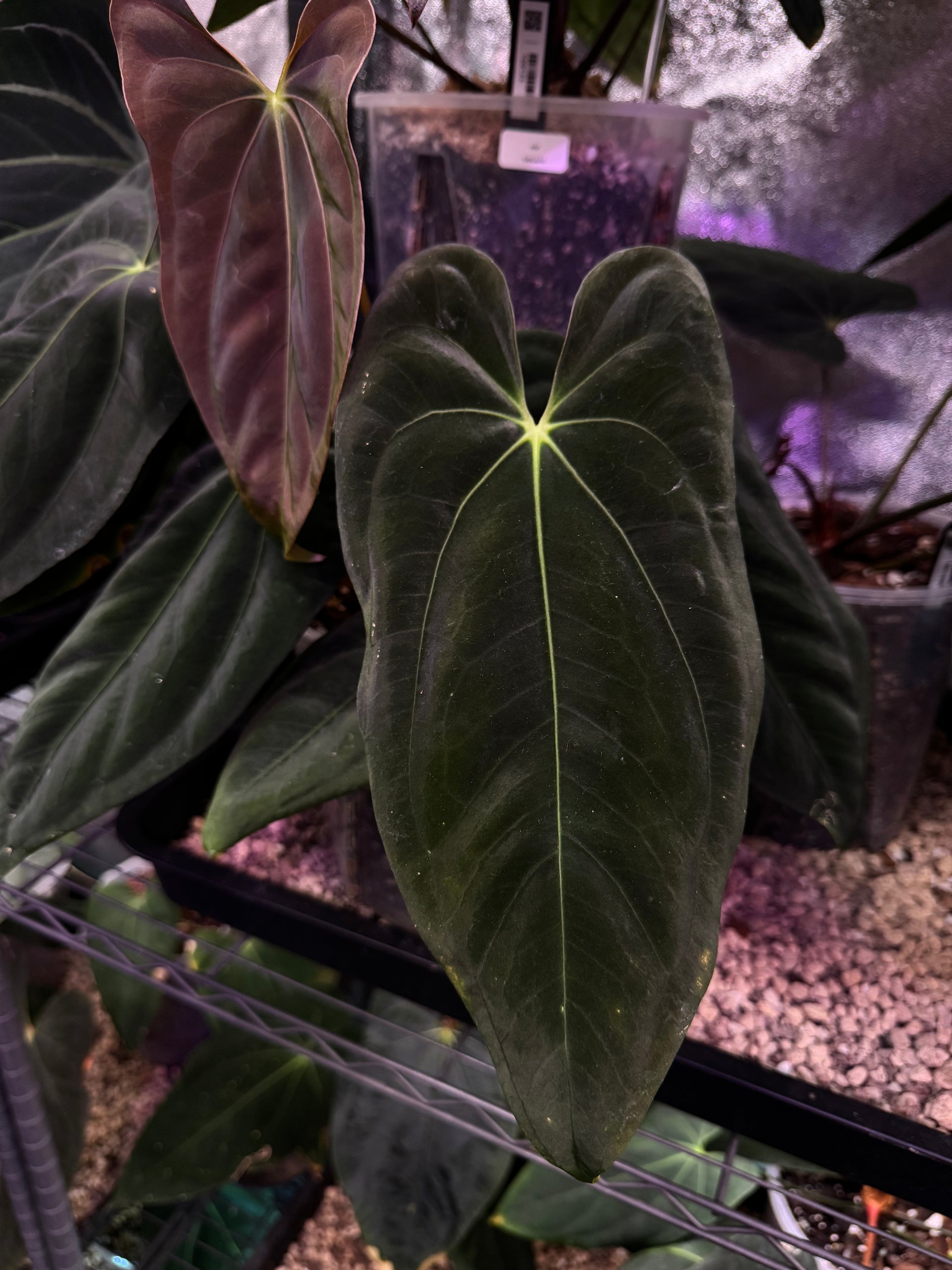 NFS: Anthurium FSxRL 'Grim Reaper' x Papillilaminum RA6 - Rare
