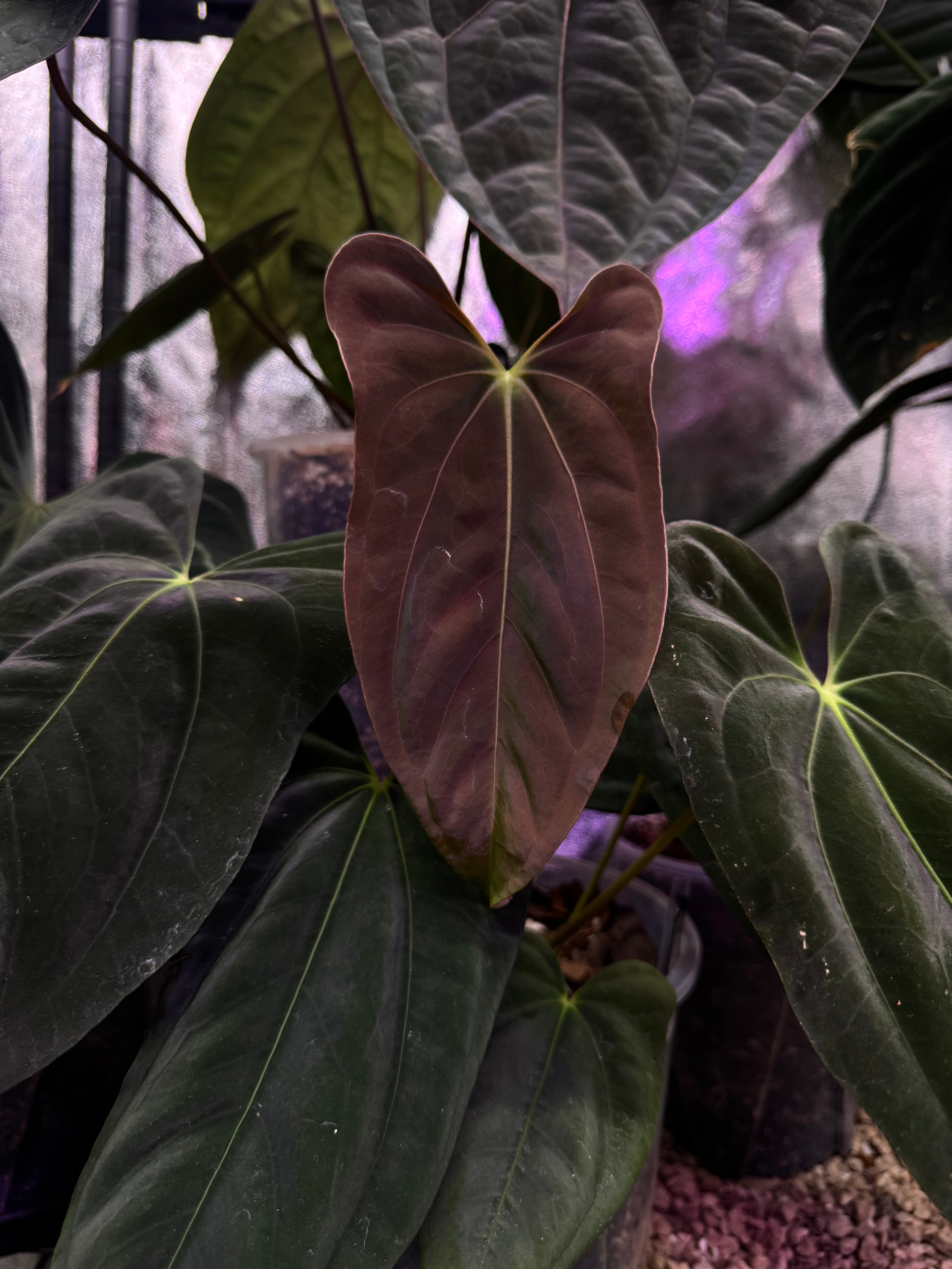 Anthurium FSxRL ‘Grim Reaper’ x Papillilaminum RA6 - Cutting