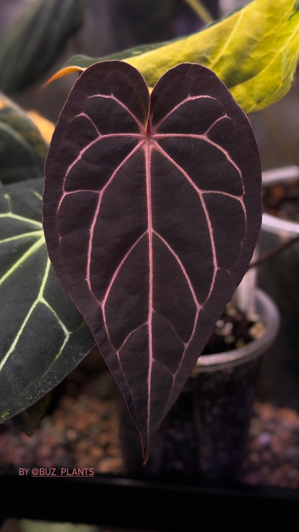 NFS: Anthurium Carlablackiae (‘Round’ x GPH-001) x (Black Widow x Michelle)