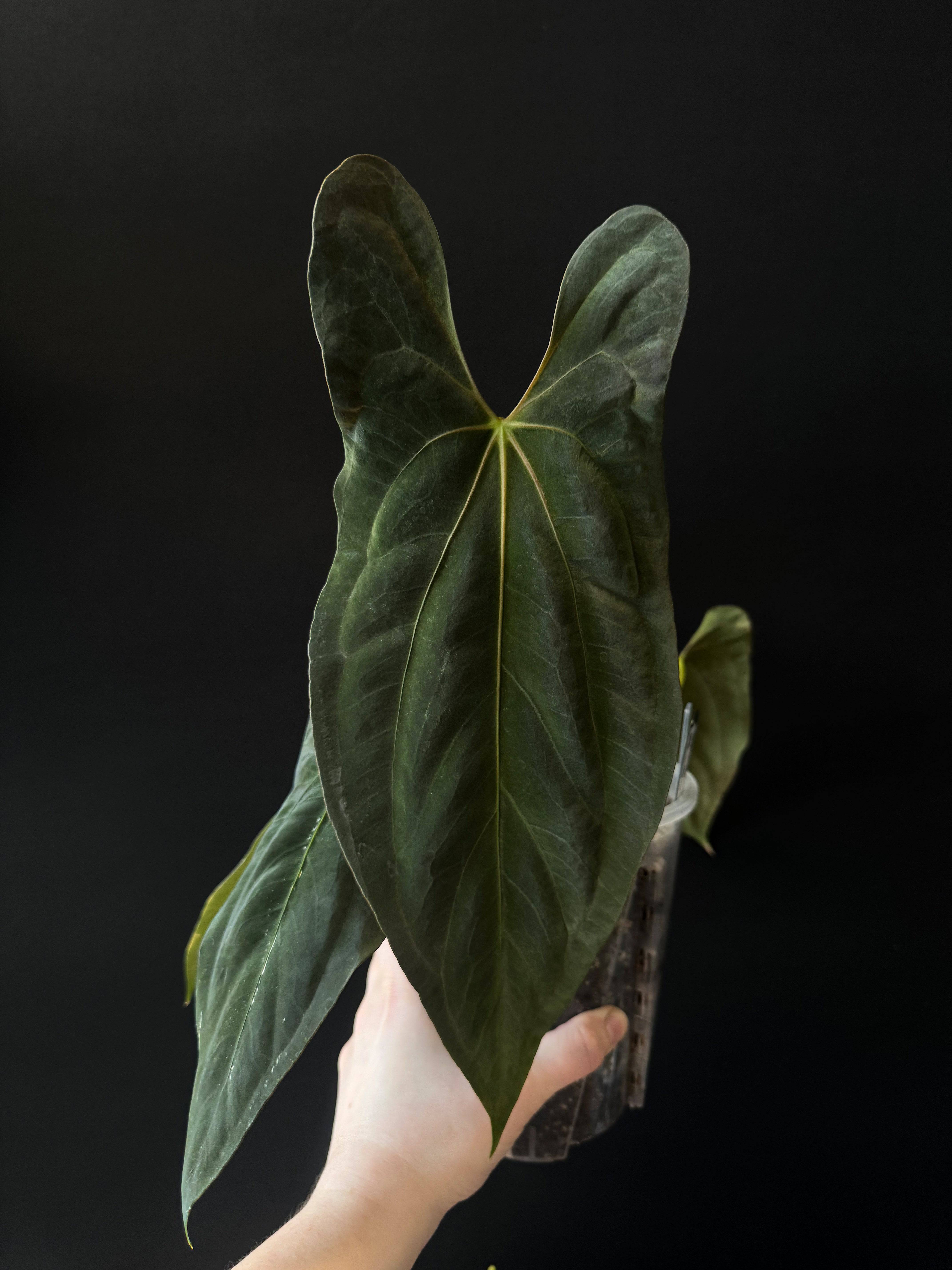 NFS: Anthurium Papillilaminum (Ree Gardens) #1 | SMUKHI