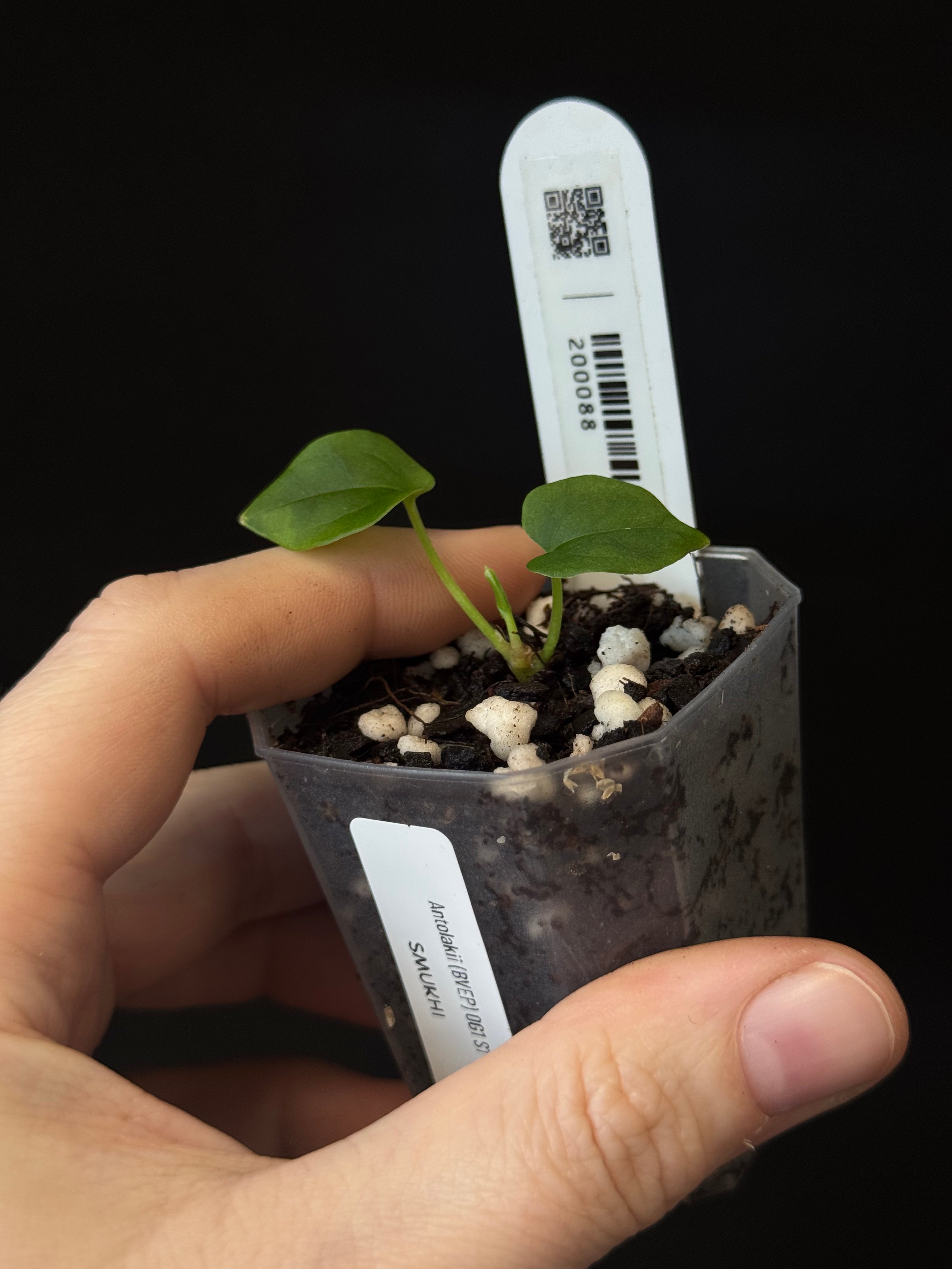 Anthurium Antolakii (BVEP) OG1 S1