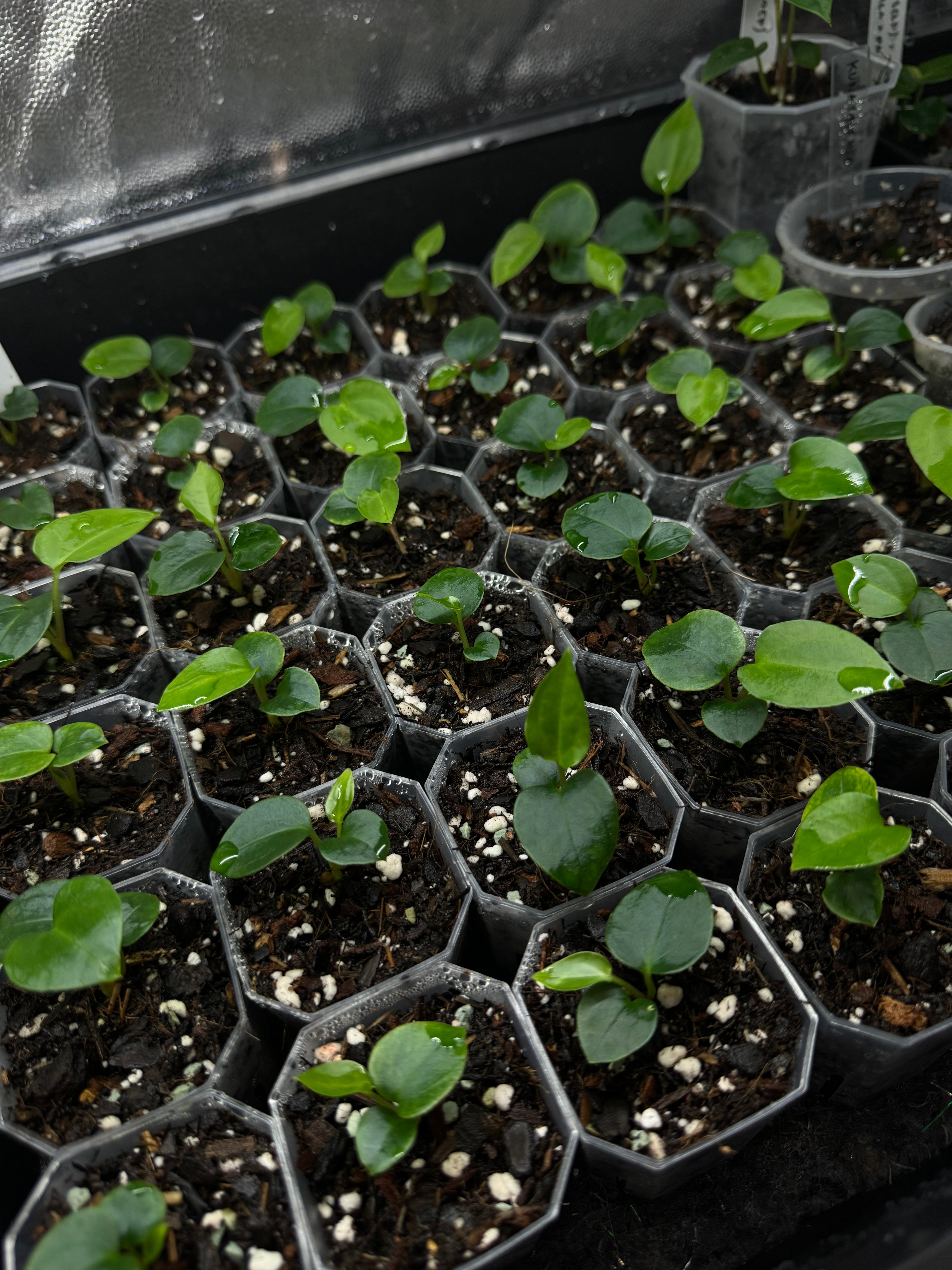 Anthurium RLxFS x (Carlablackiae x Papillilaminum) - Seedlings