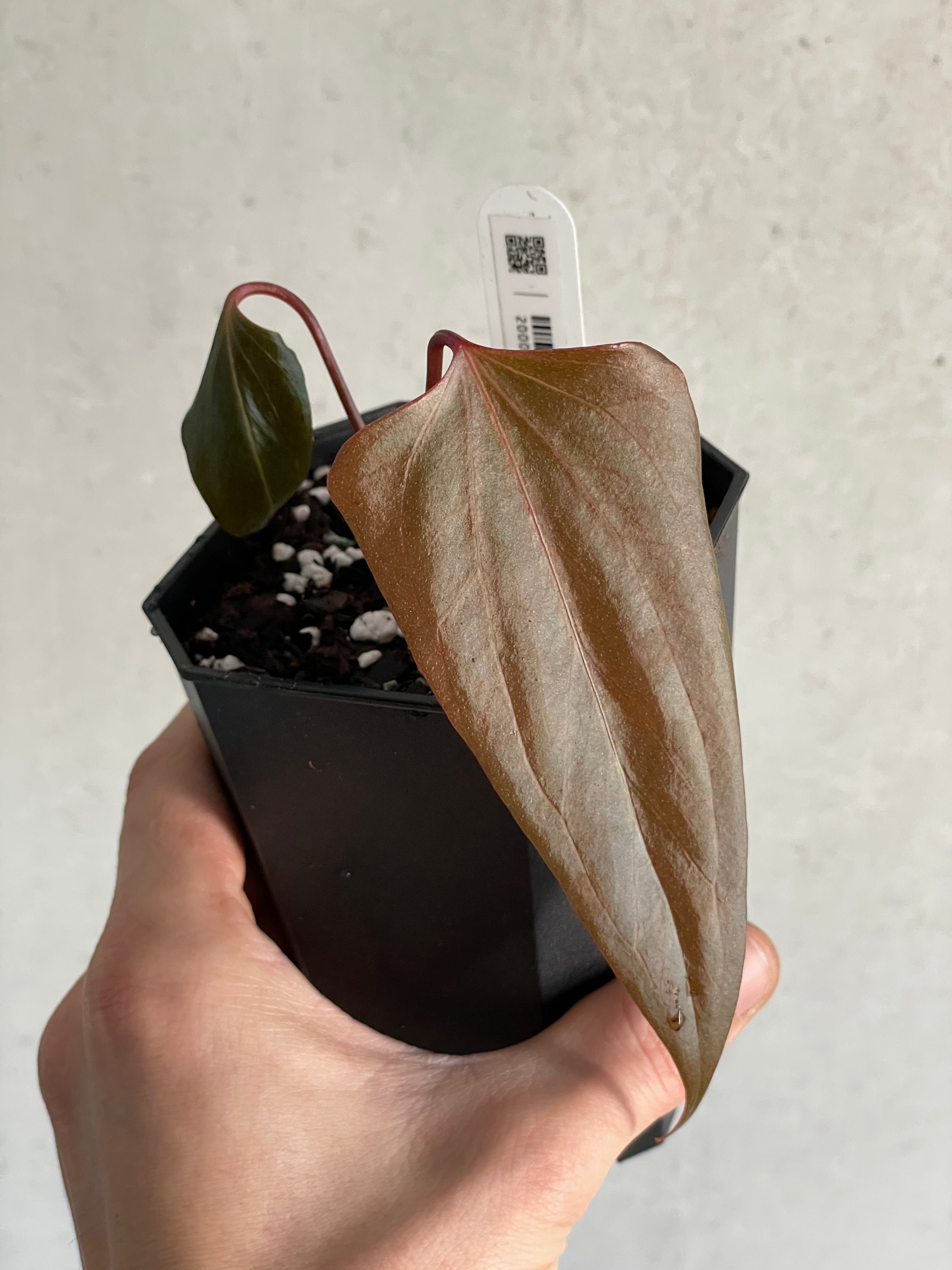 Anthurium ‘Black Sweet’ #2 - Clone