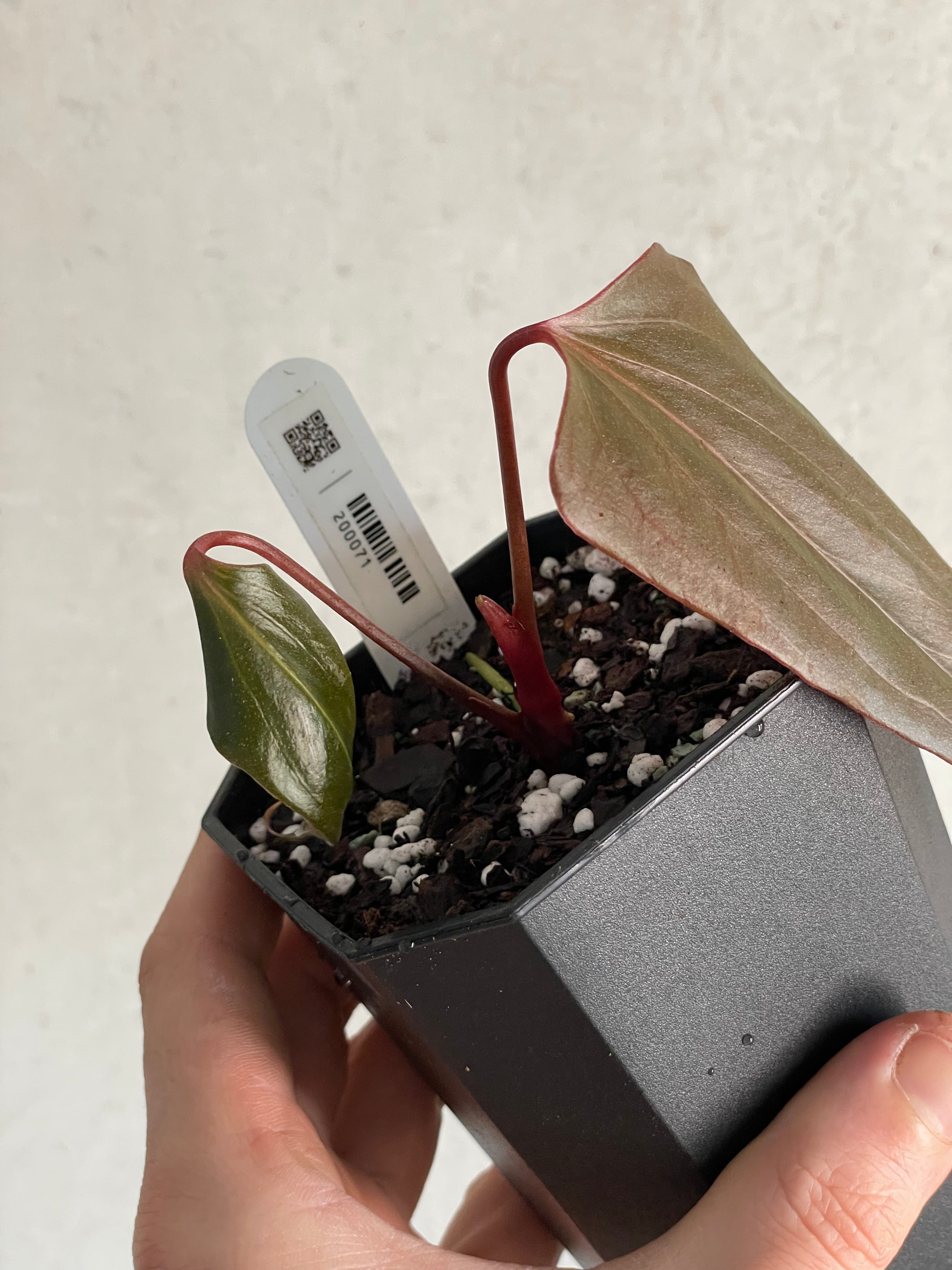 Anthurium ‘Black Sweet’ #2 - Clone