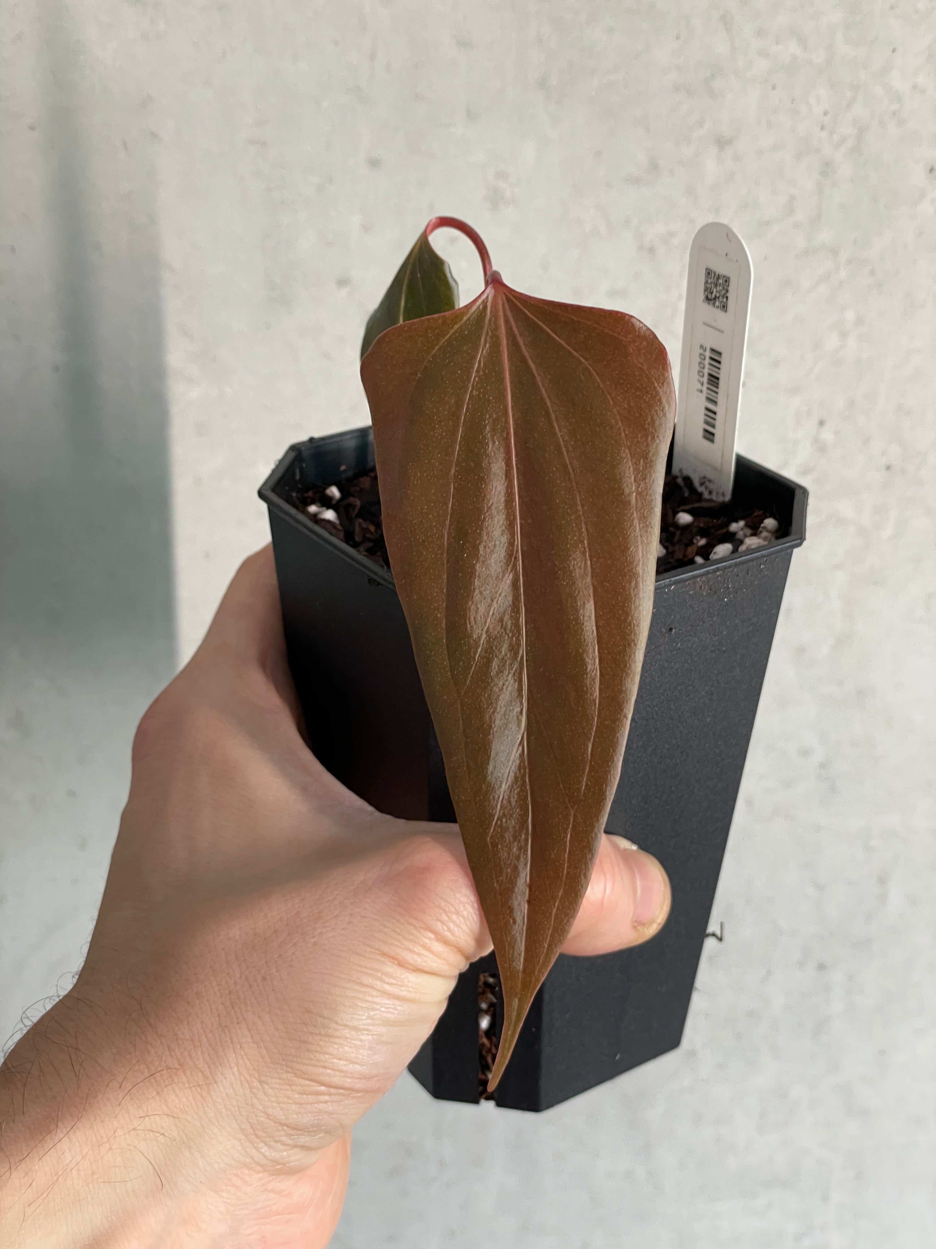 Anthurium ‘Black Sweet’ #2 - Clone - SMUKHI