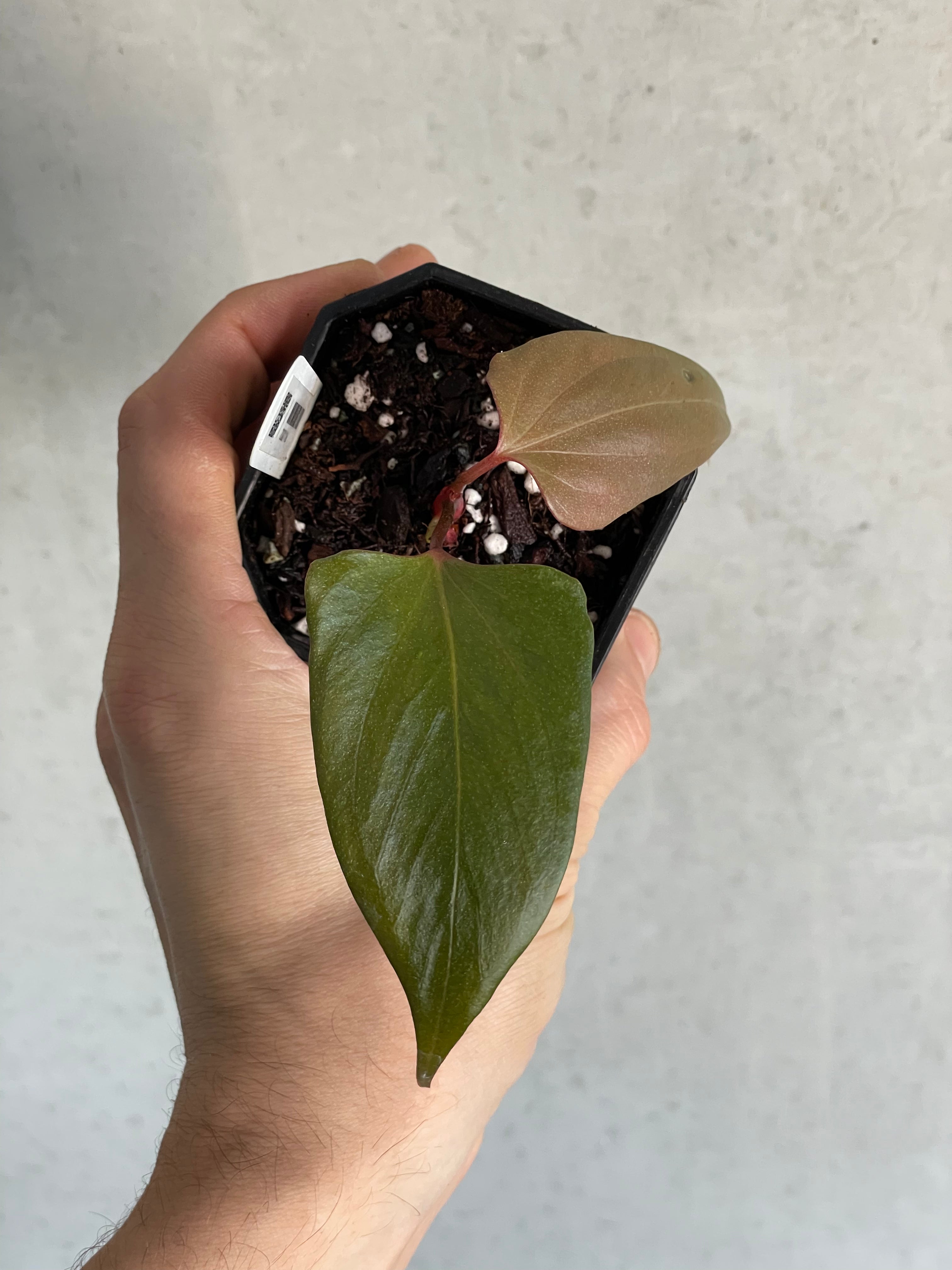 Anthurium ‘Black Sweet’ #2 - Clone - SMUKHI