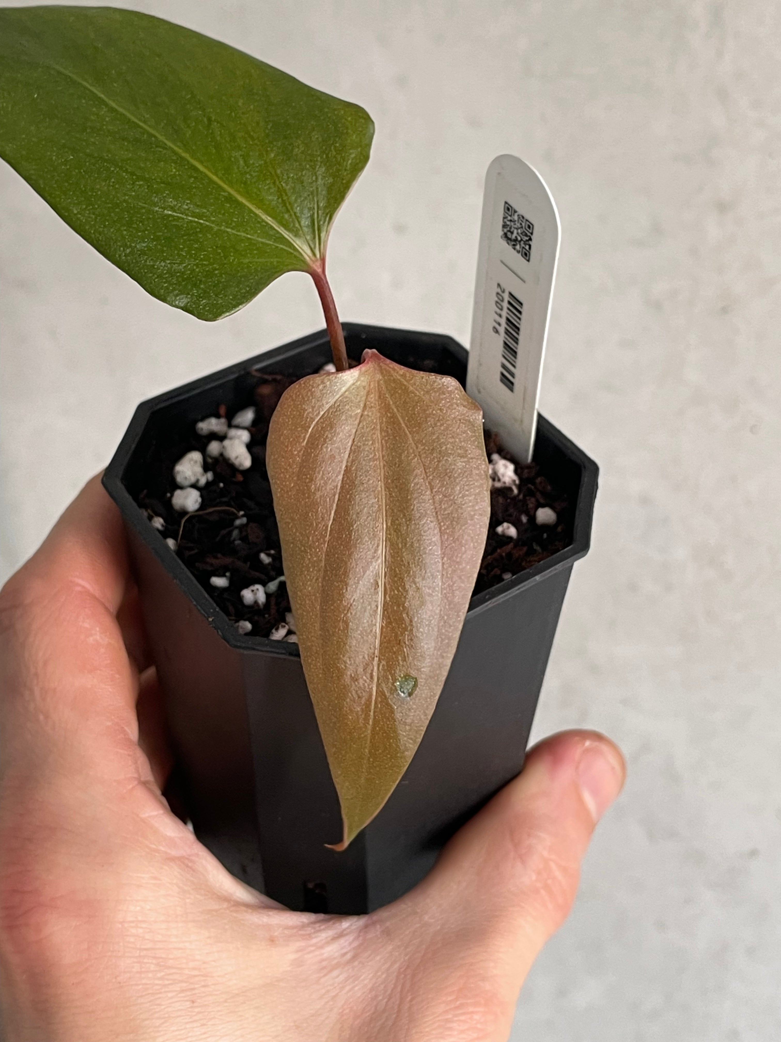 Anthurium ‘Black Sweet’ #2 - Clone - SMUKHI