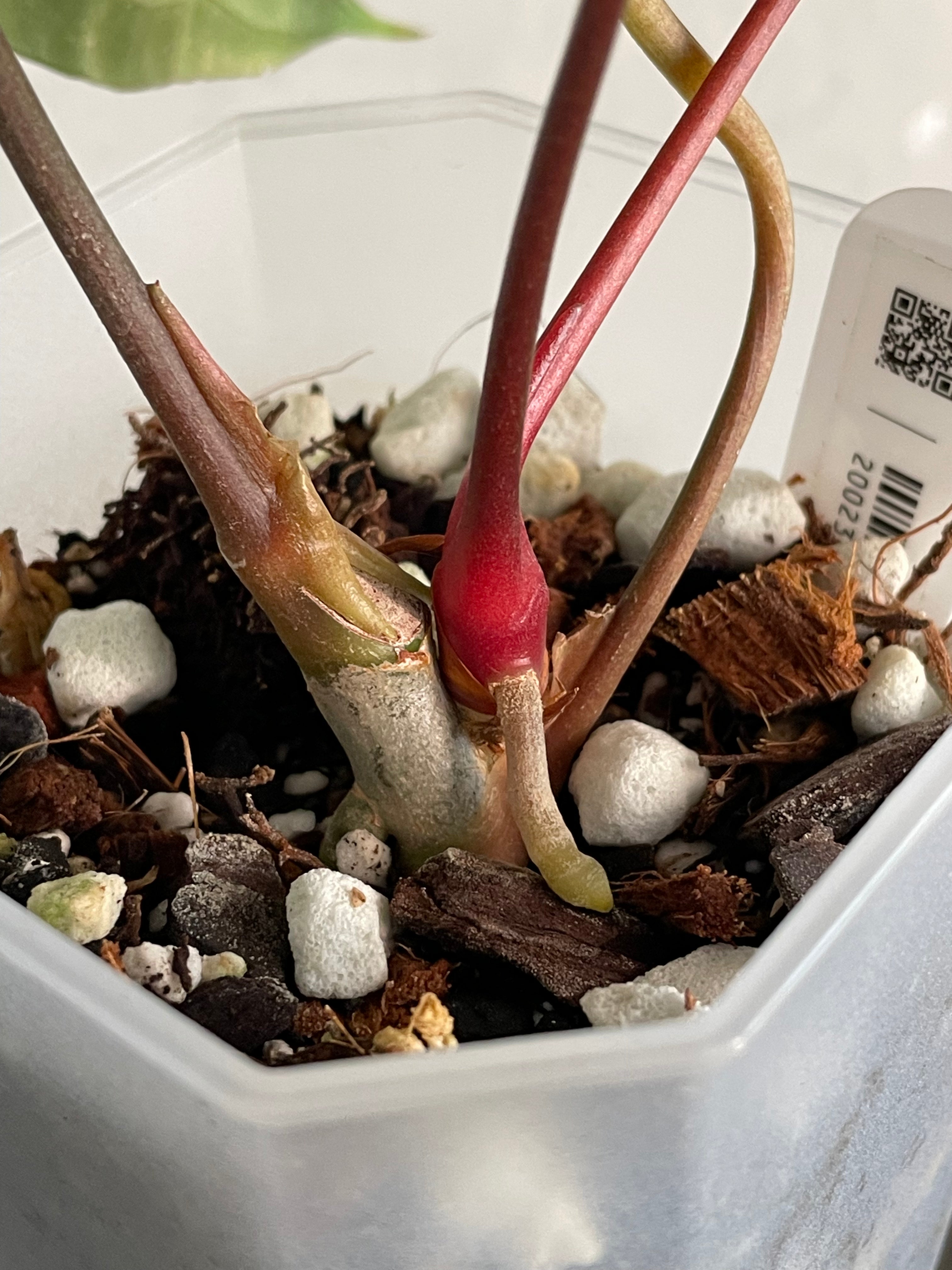 Anthurium Papillilaminum ‘Lago Gatun’ F1 - Clone