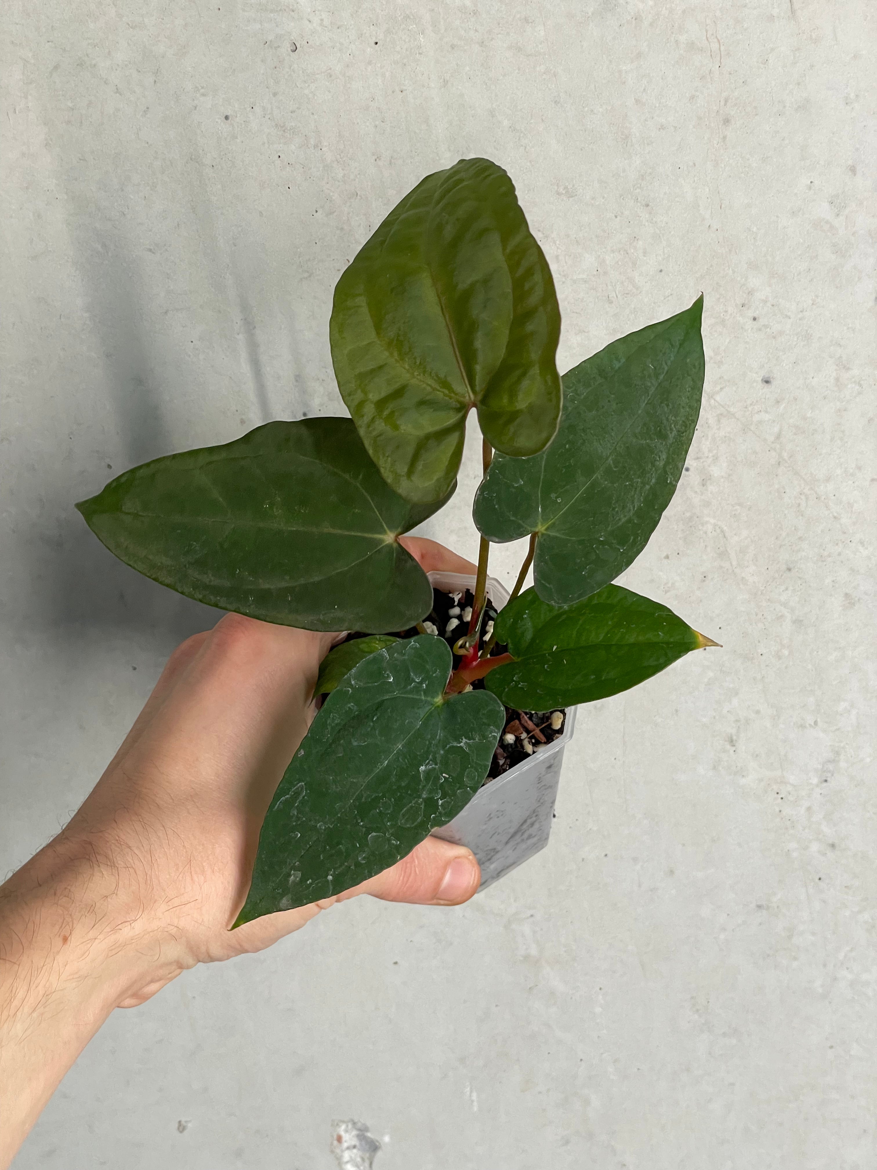 Anthurium ‘Super Sherpa’ x self