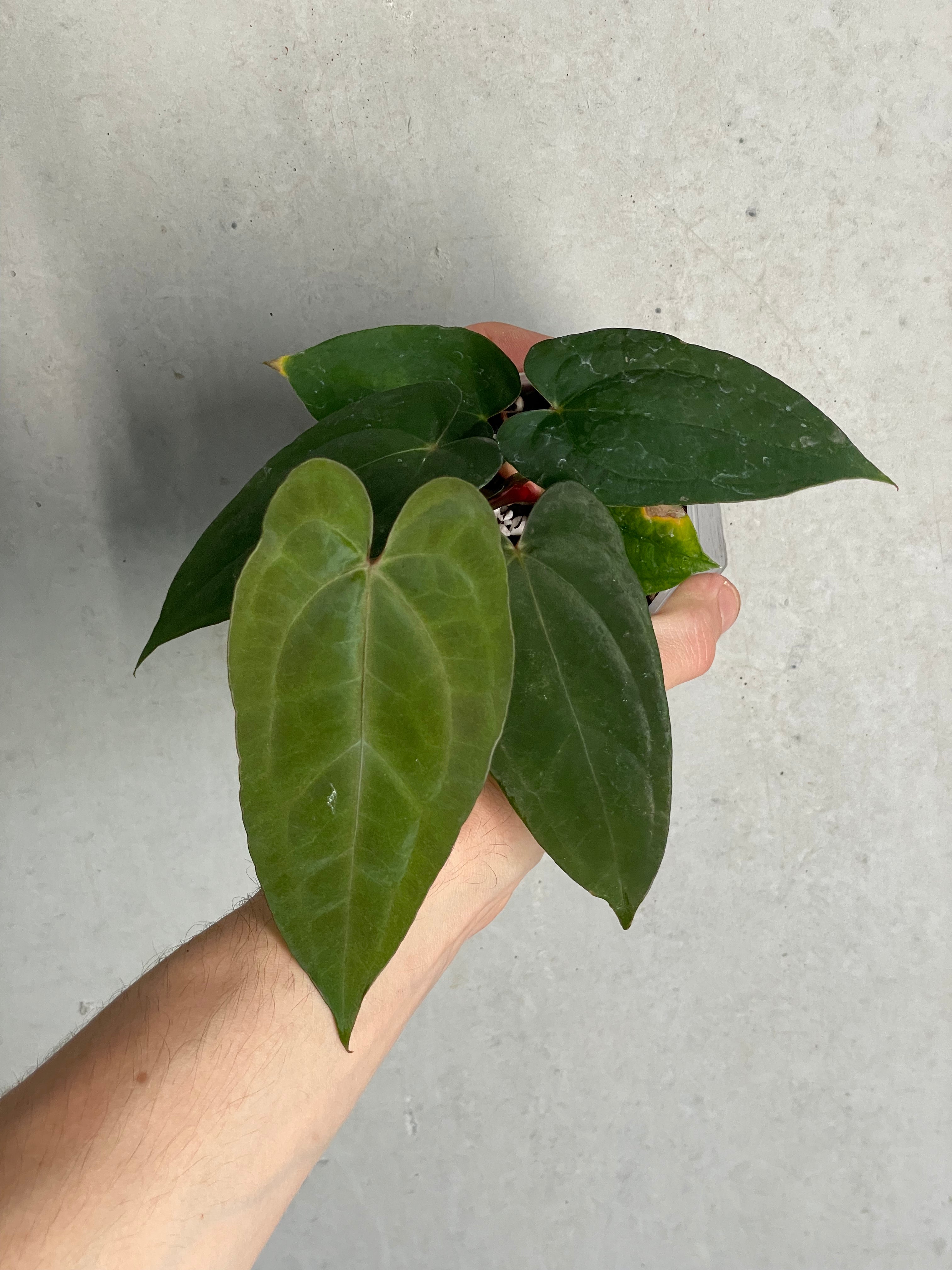Anthurium ‘Super Sherpa’ x self
