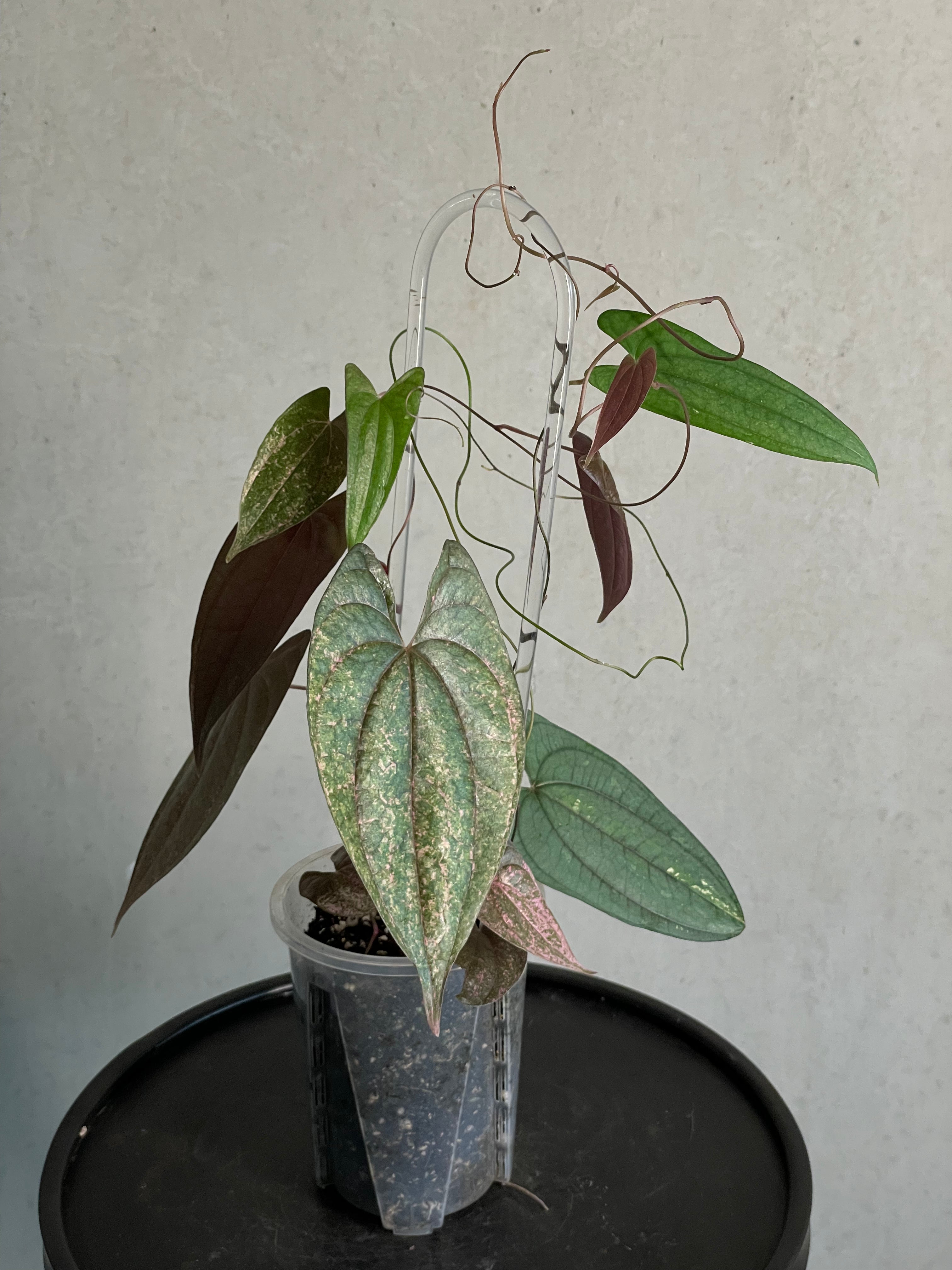 Dioscorea spp. ‘Pixel’