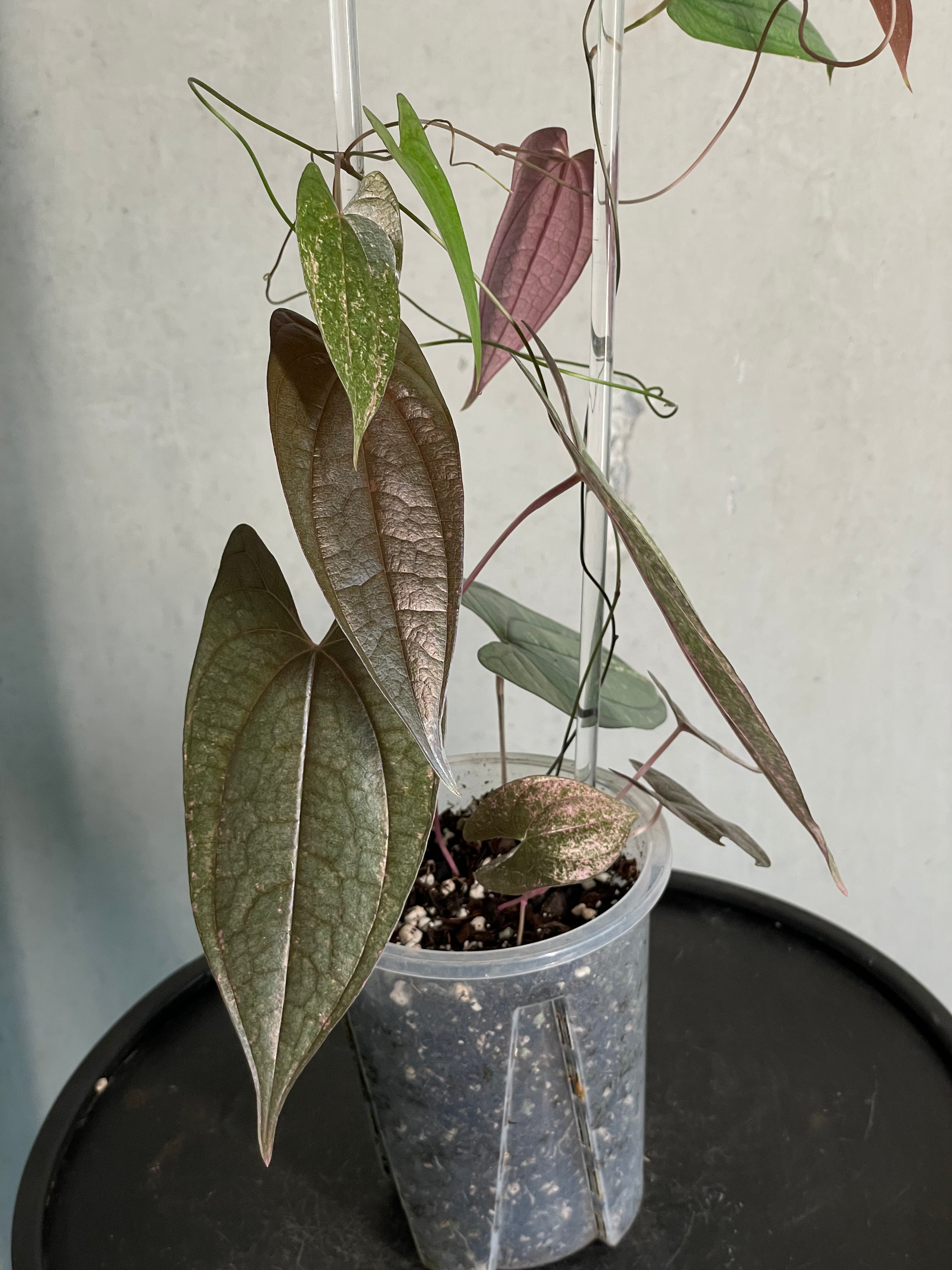 Dioscorea spp. ‘Pixel’