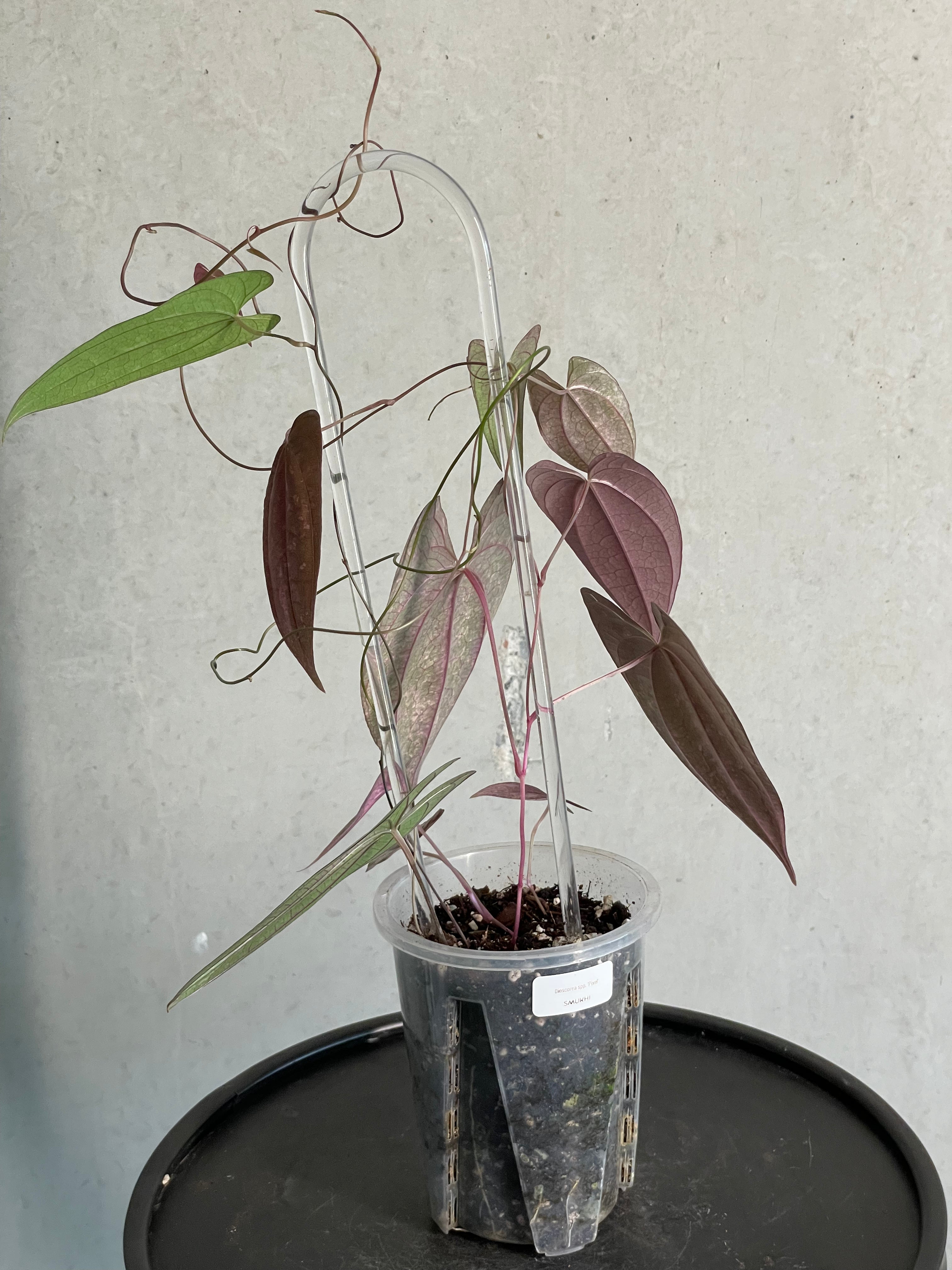 Dioscorea spp. ‘Pixel’ - SMUKHI