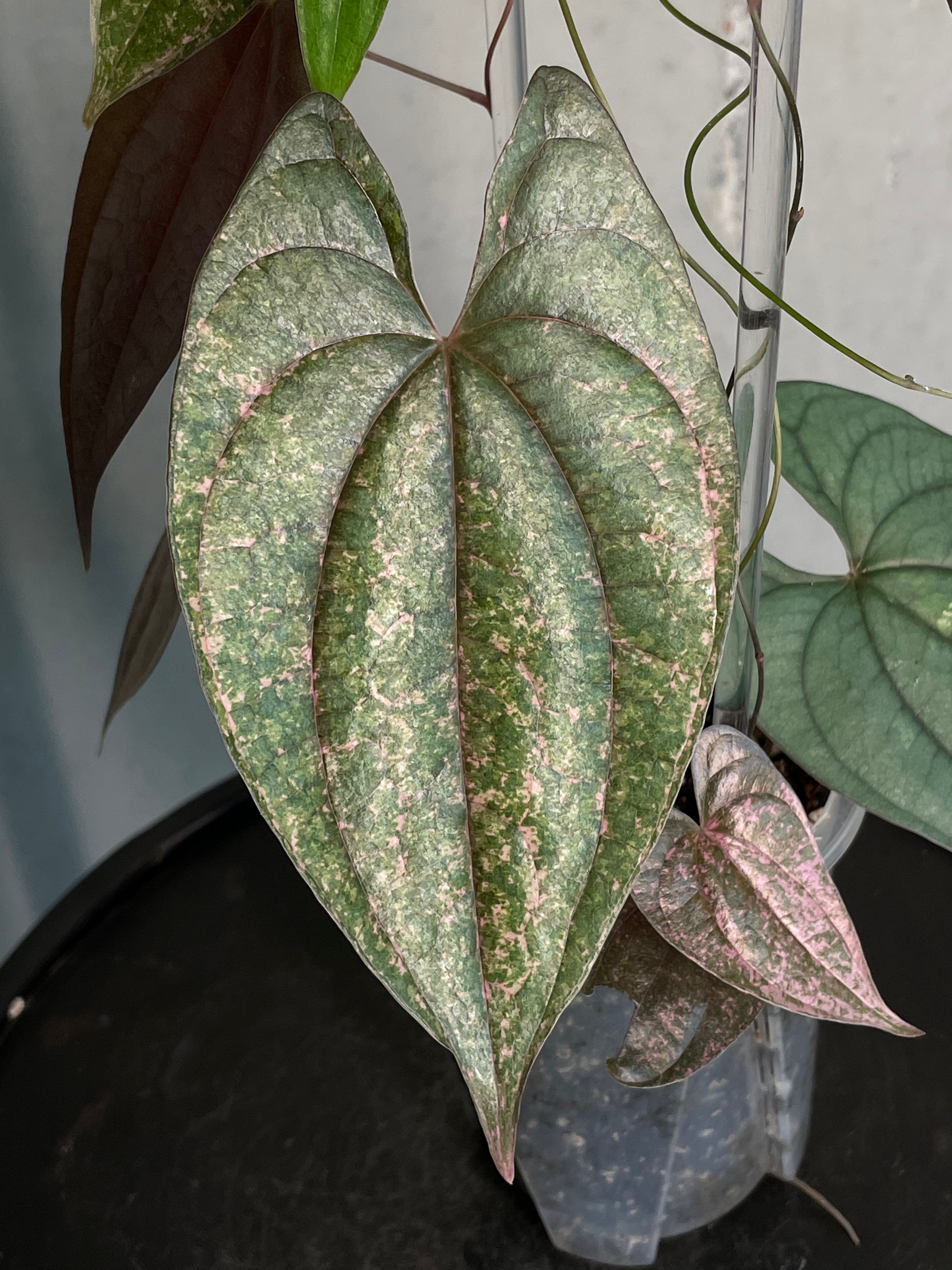 Dioscorea spp. ‘Pixel’ - SMUKHI