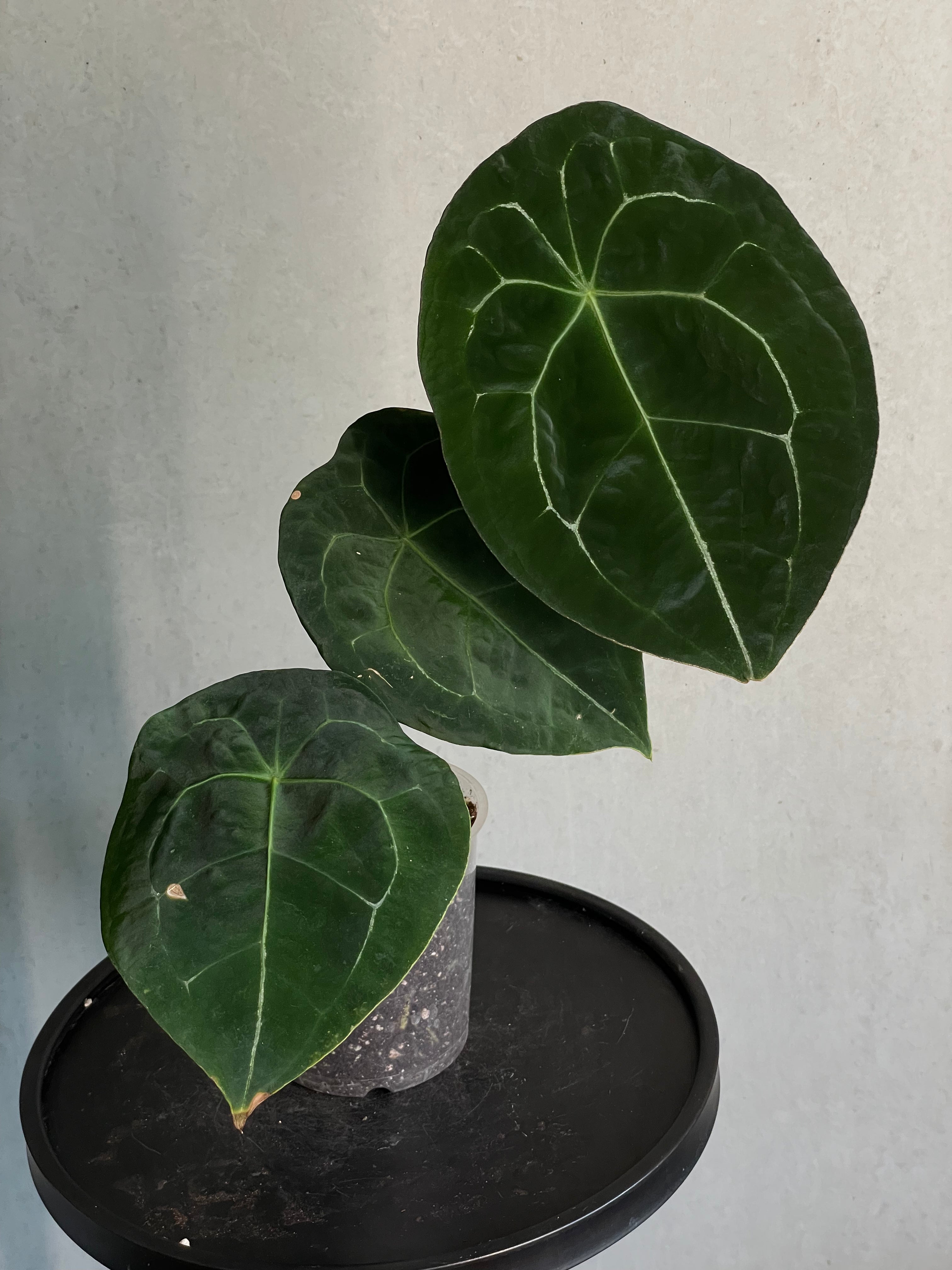 Anthurium Forgetii Silver/White Stripes