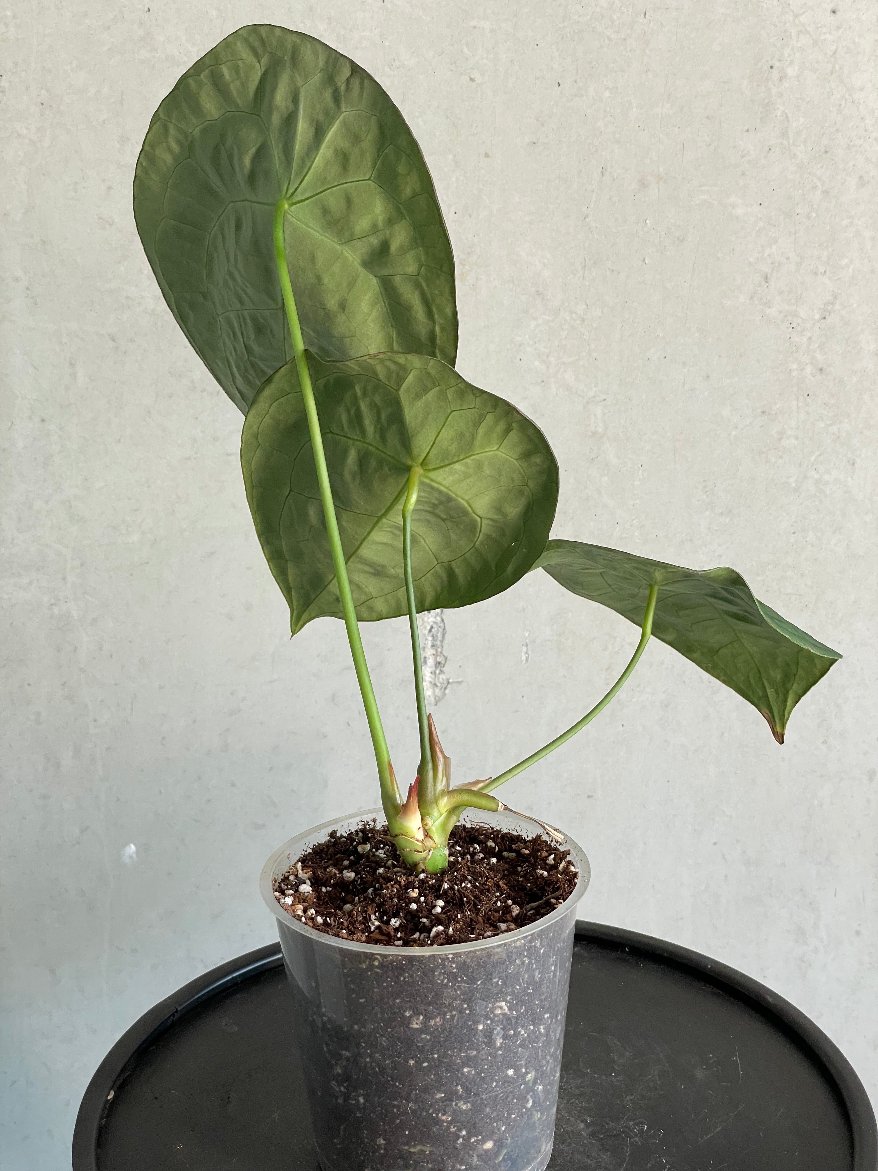 Anthurium Forgetii Silver/White Stripes