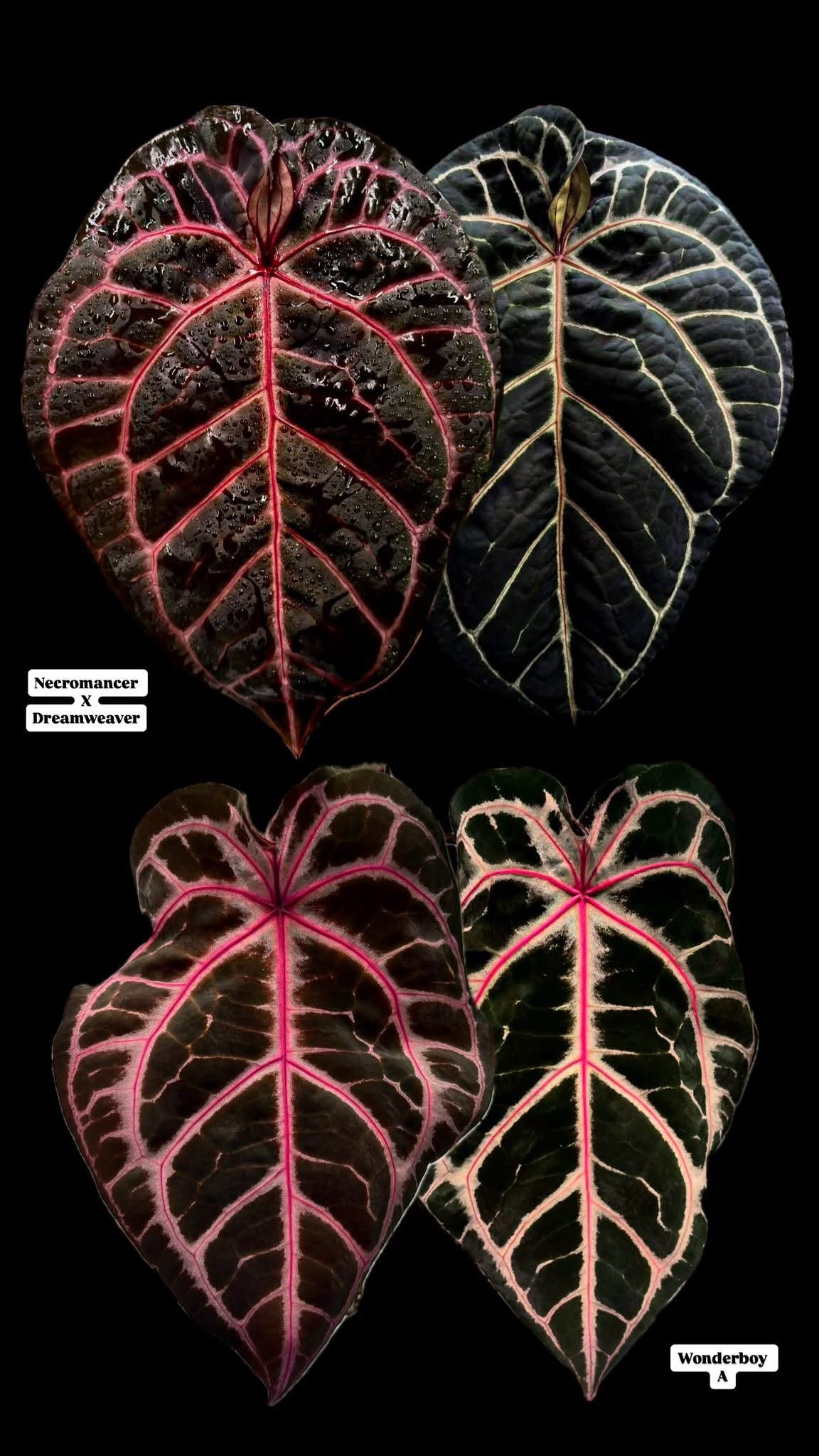 Anthurium (Necromancer x Dreamweaver) x Wonderboy ‘A’