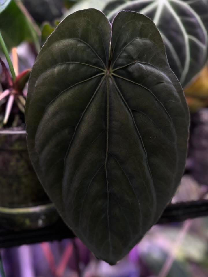 Anthurium Dressleri RG x ('Black' x RG F2 Dark)