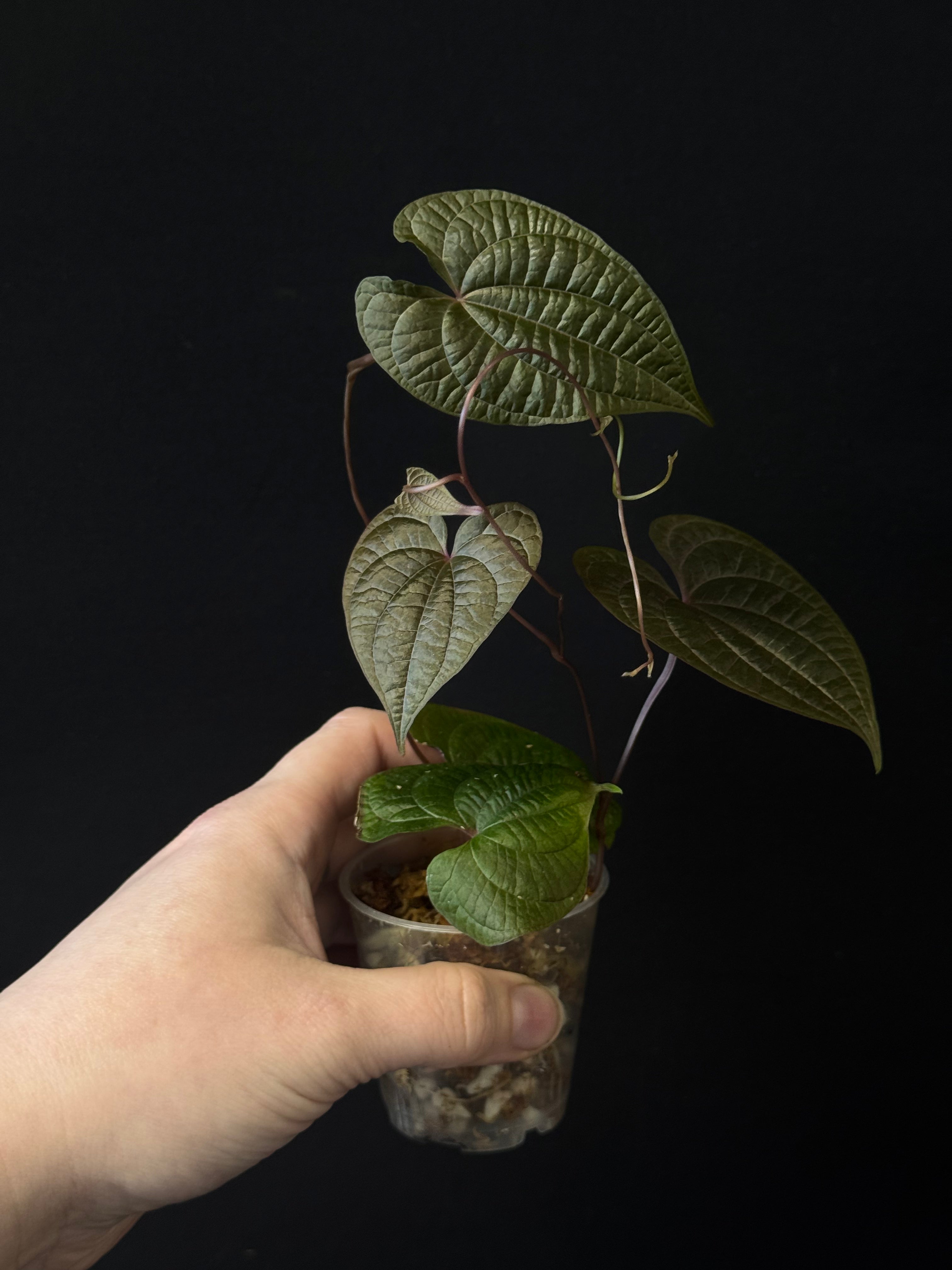 Dioscorea Discolor - SMUKHI