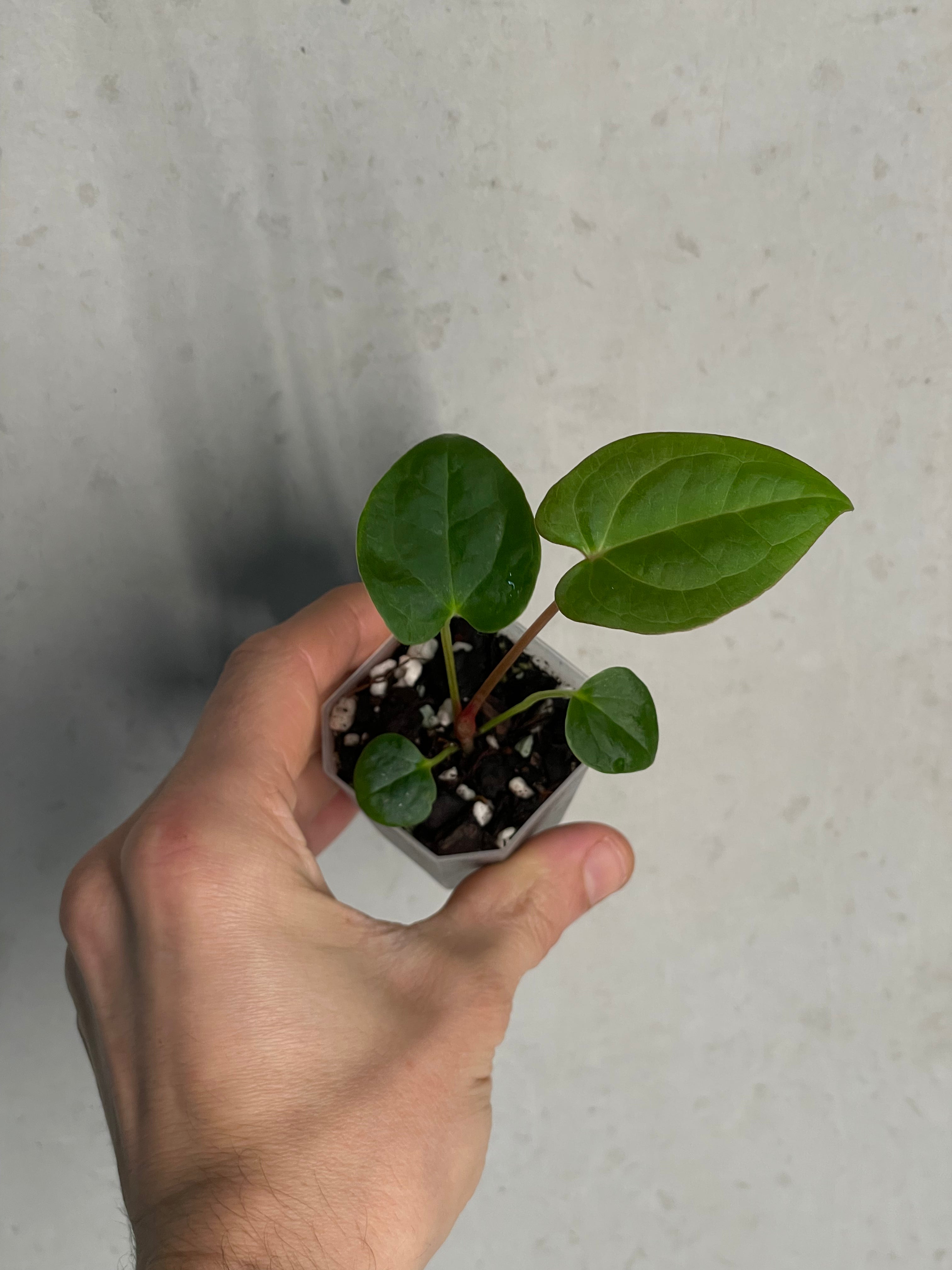 Anthurium (Blue Papillilaminum x Forgetii) x (Papillilaminum XOne x XOne) - SMUKHI