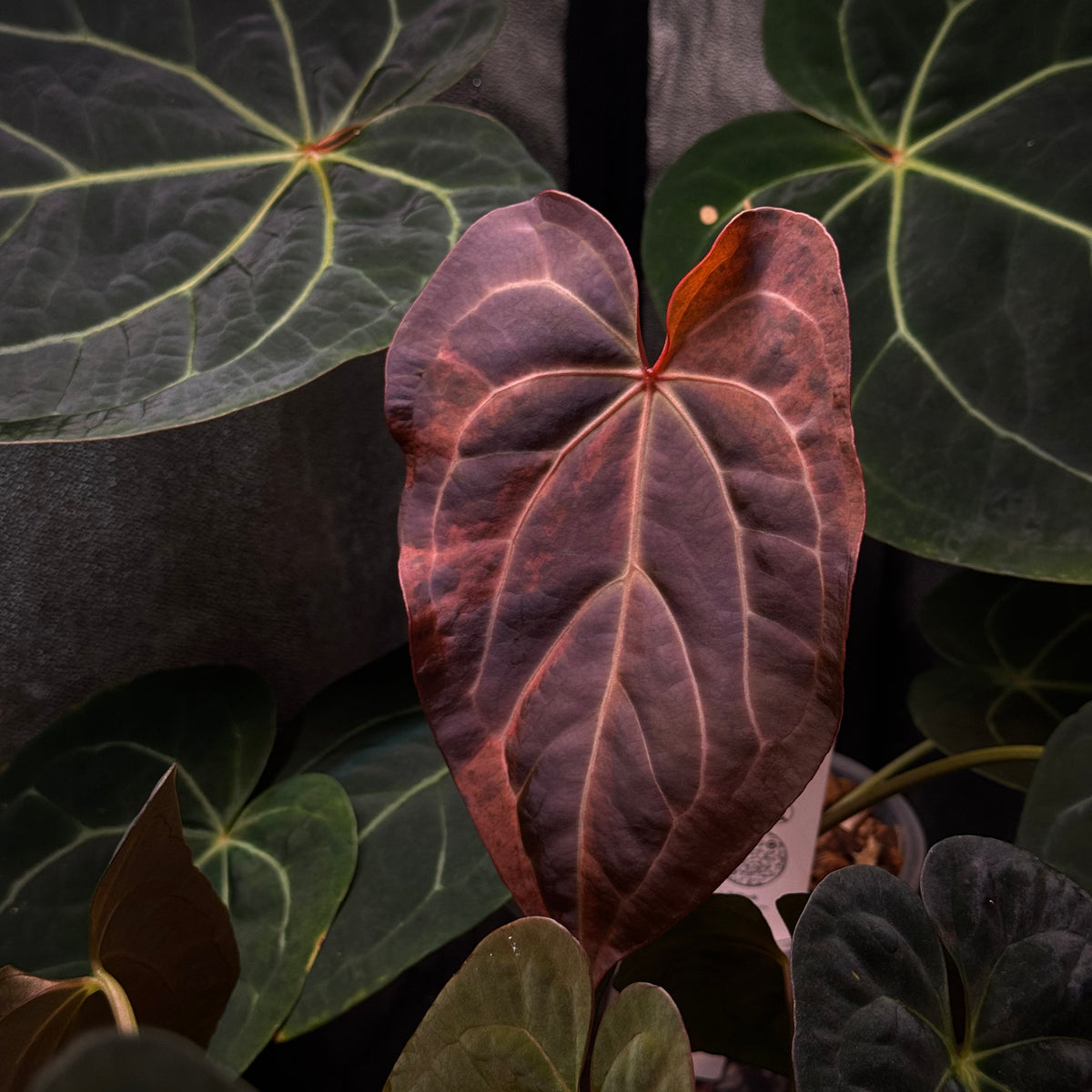 NFS: Anthurium Michelle '1' x Zara '52' Variegata - Rare Finds for NFS: Anthurium Michelle '1' x Zara '52' Variegata - Rare Finds for