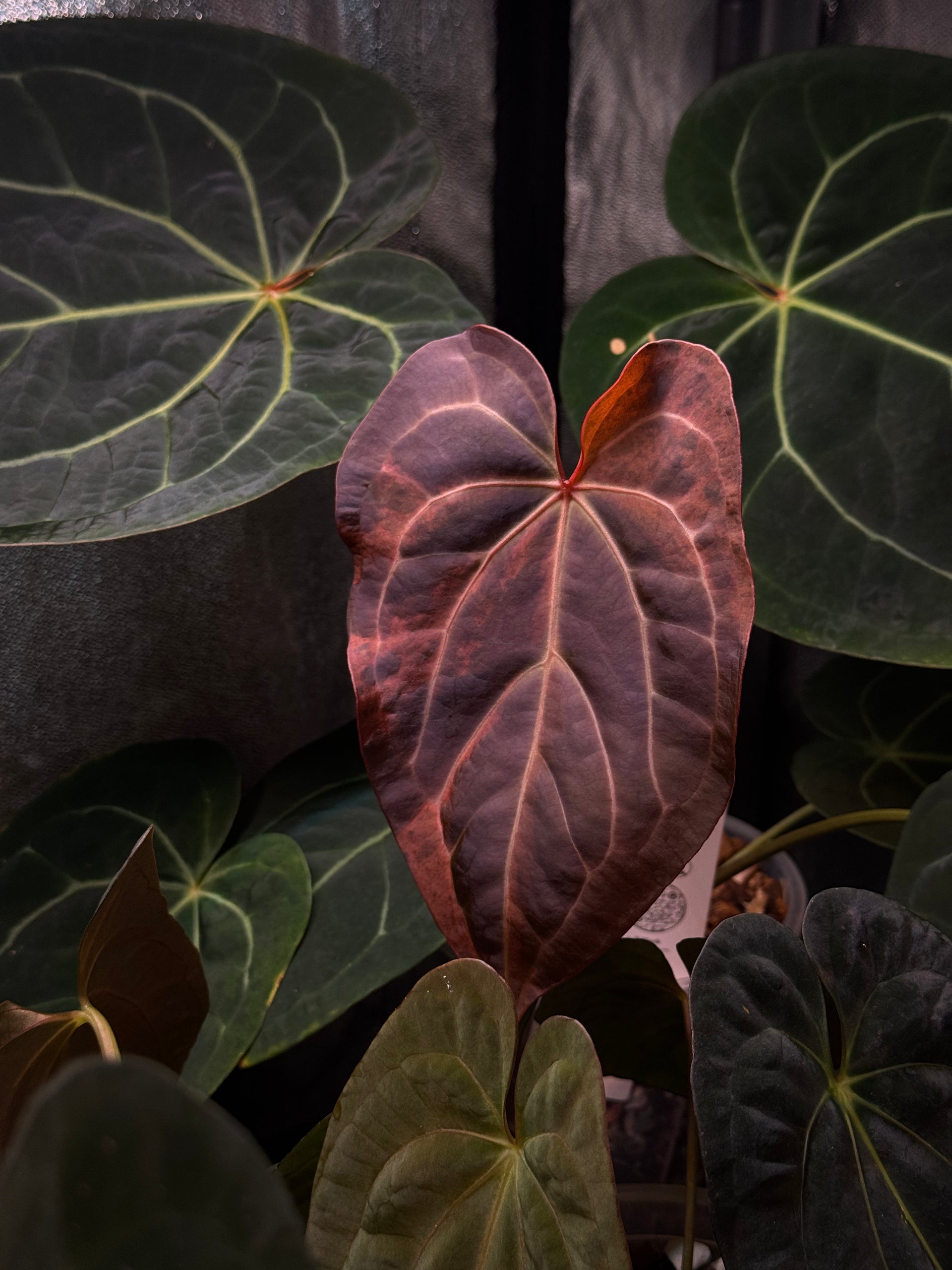 Anthurium kunayalense × A.zara Michelle NFS: Anthurium Michelle '1 Anthurium kunayalense × A.zara Michelle NFS: Anthurium Michelle '1