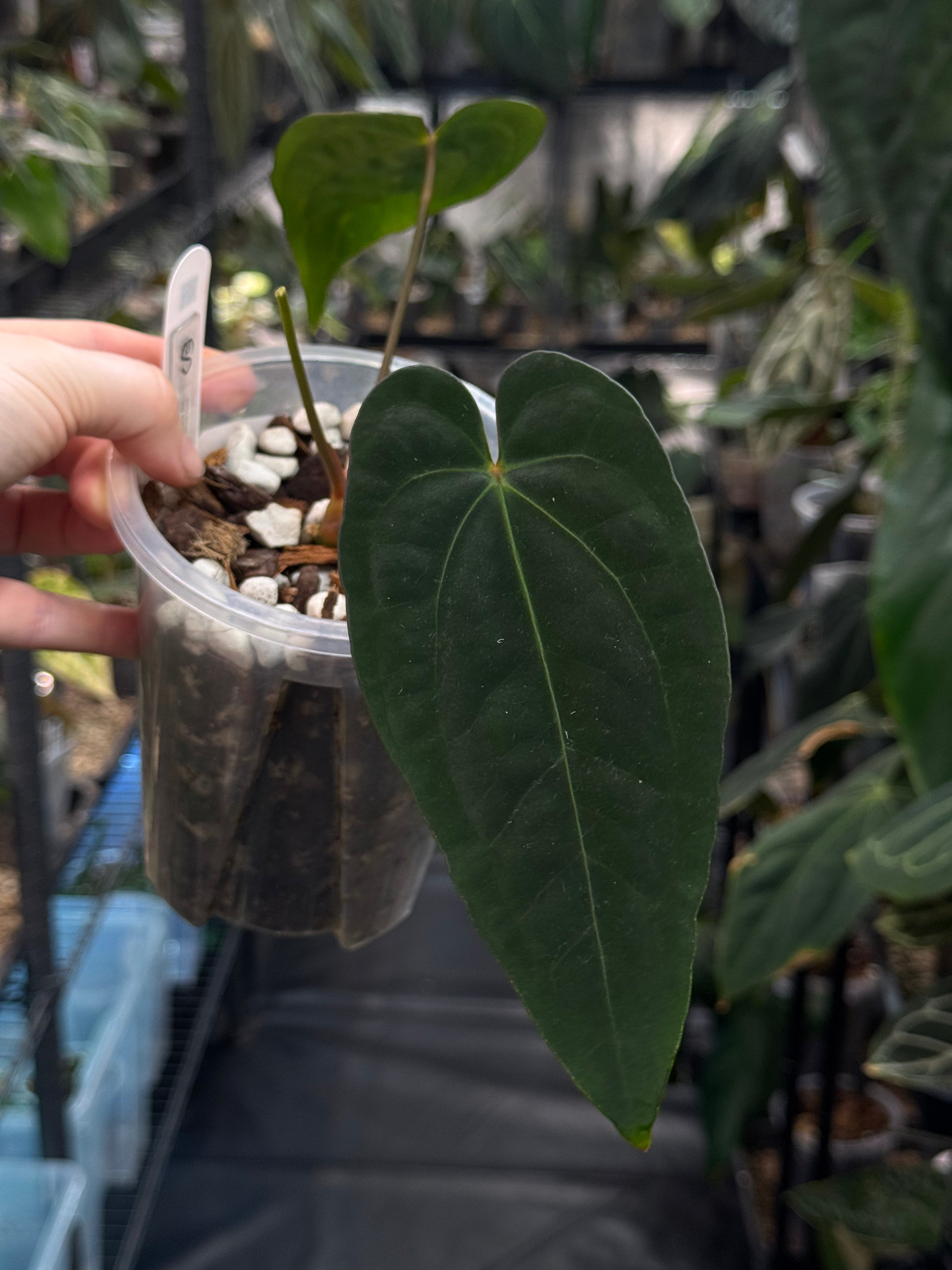 Anthurium Portillae NSE x Dressleri NSE