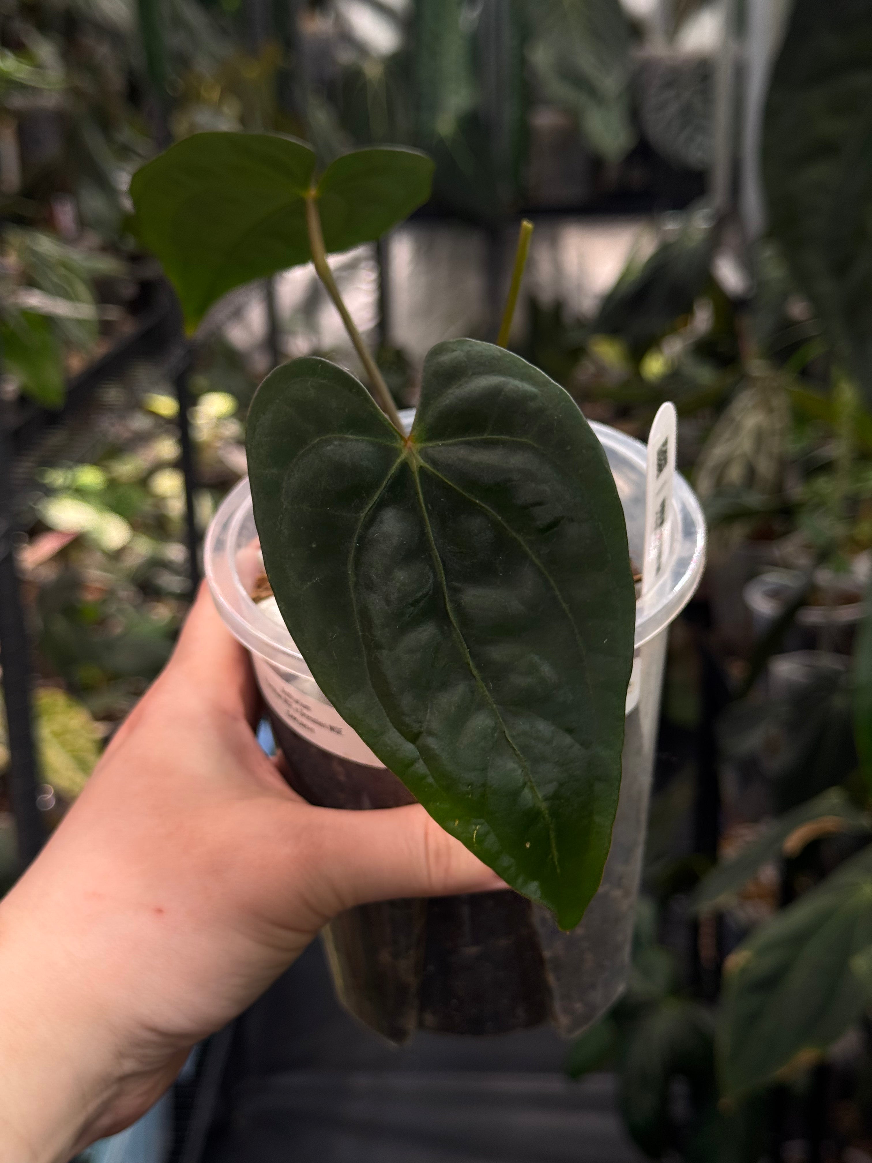Anthurium Portillae NSE x Dressleri NSE