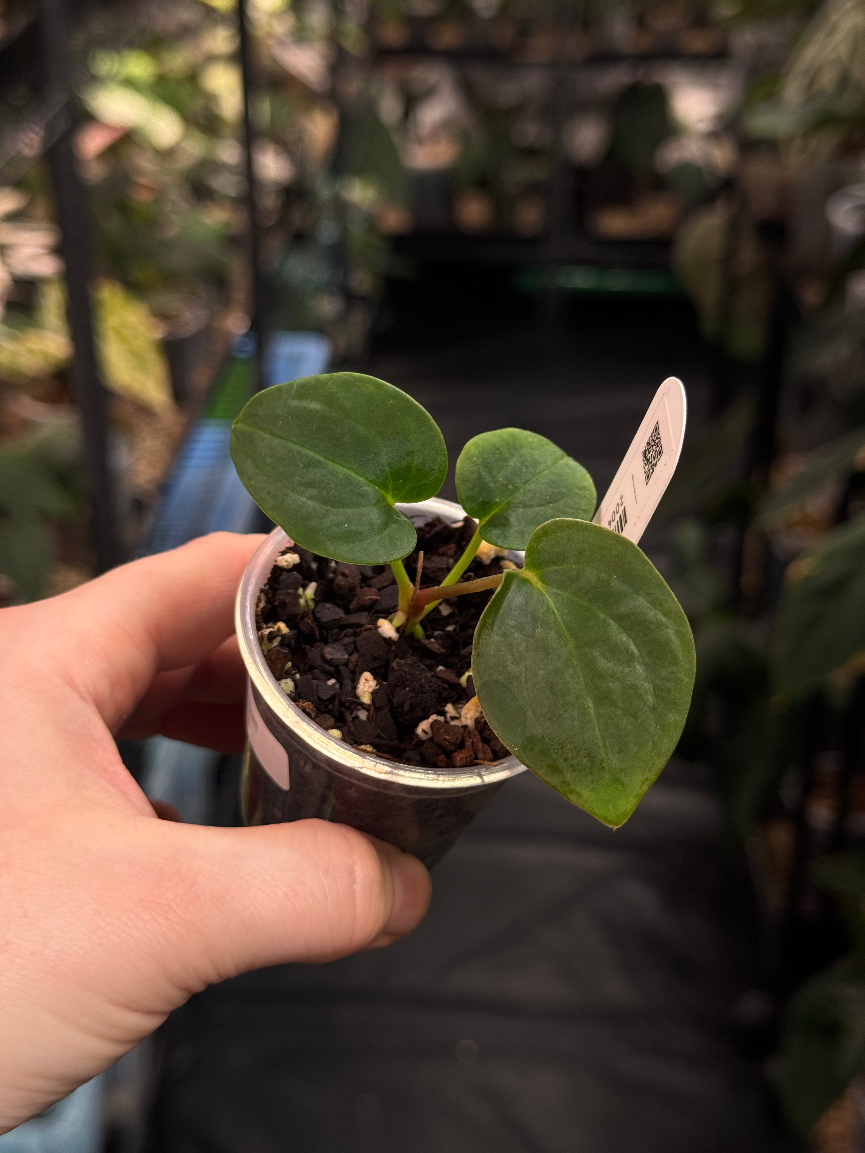 Anthurium BVEP (Scott)