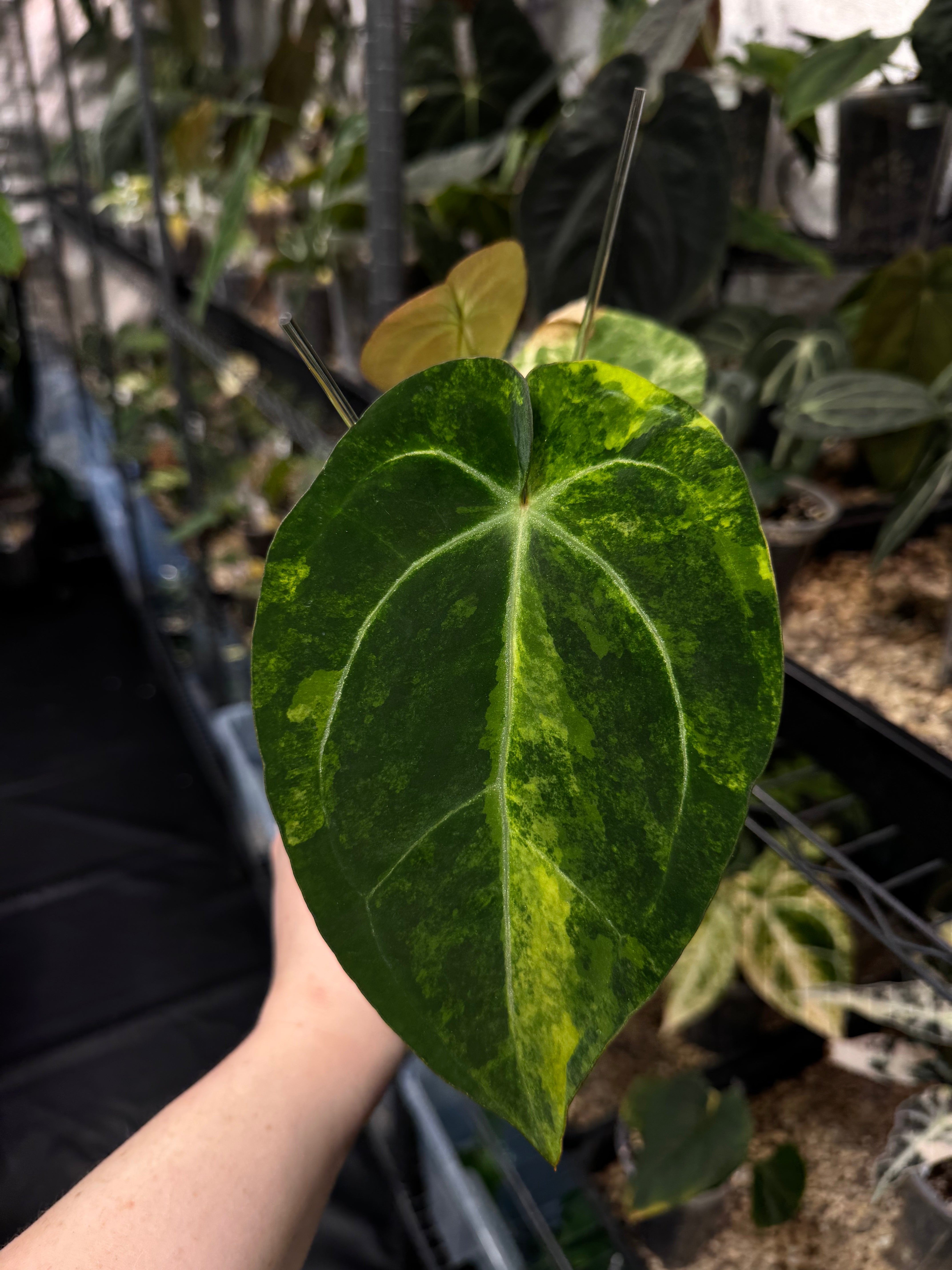 Anthurium Papillilaminum variegata x Ace of Spades Dark Form - Cutting