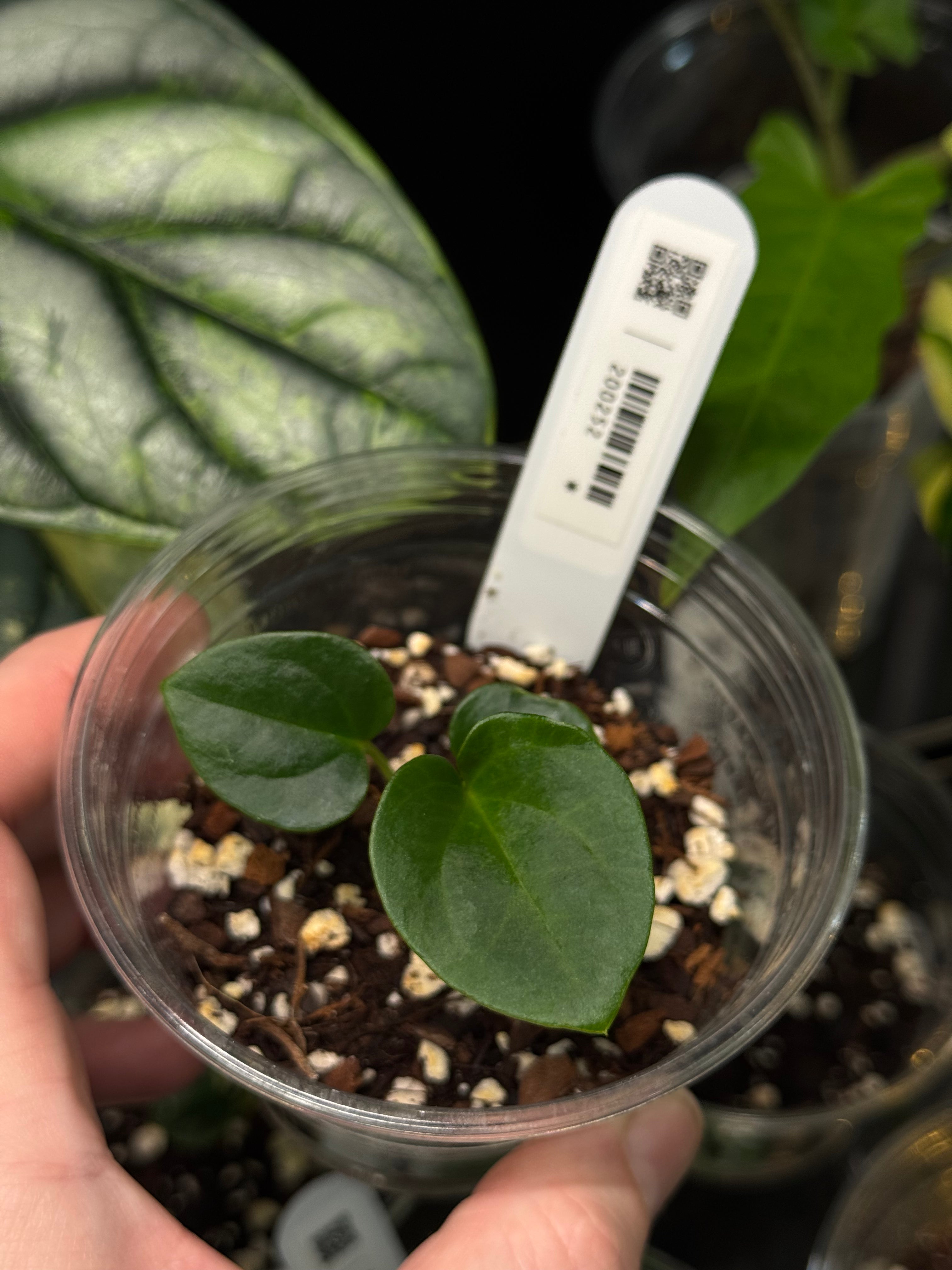 Anthurium Dressleri RG F3 (JV) x self