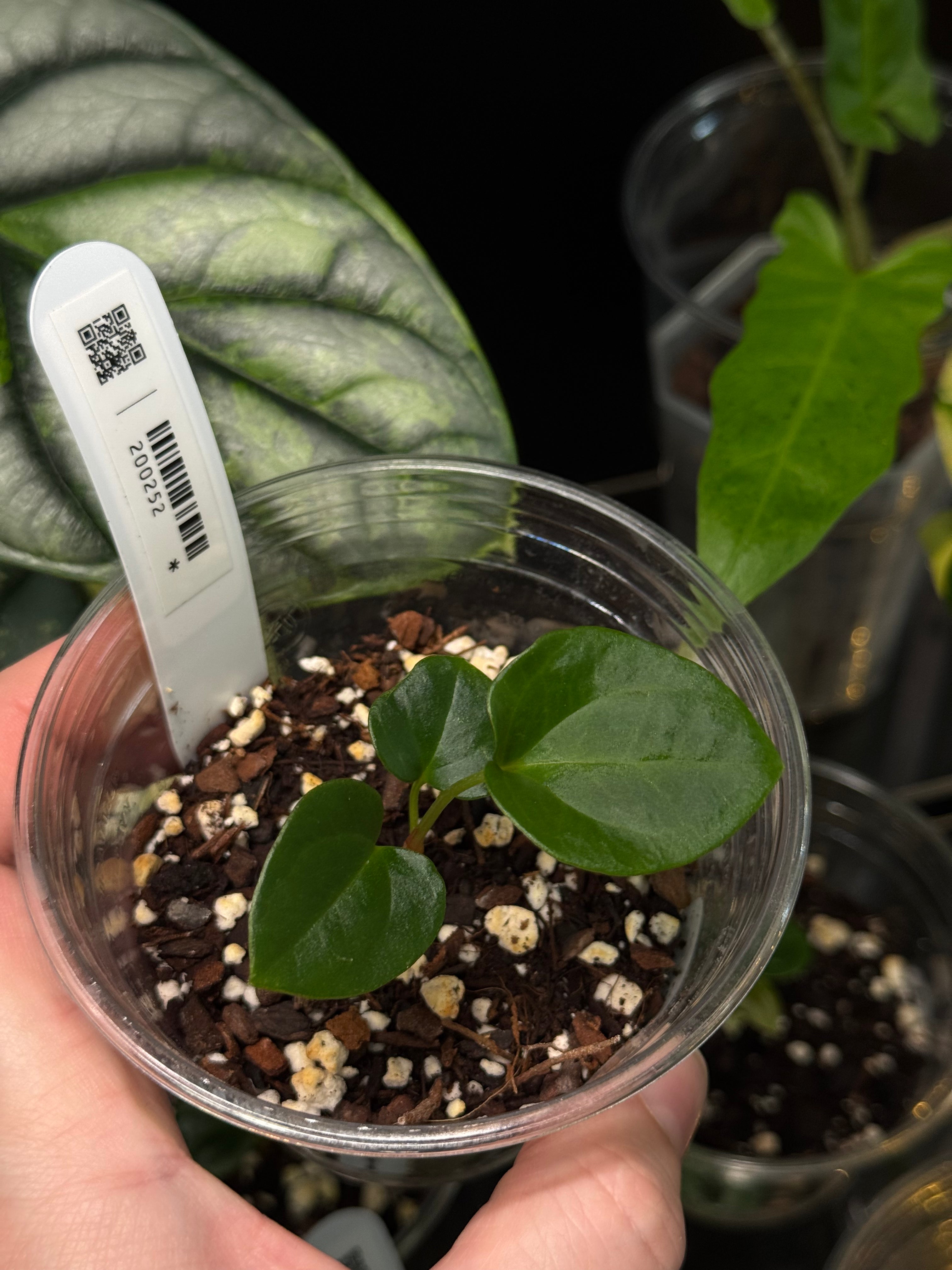 Anthurium Dressleri RG F3 (JV) x self
