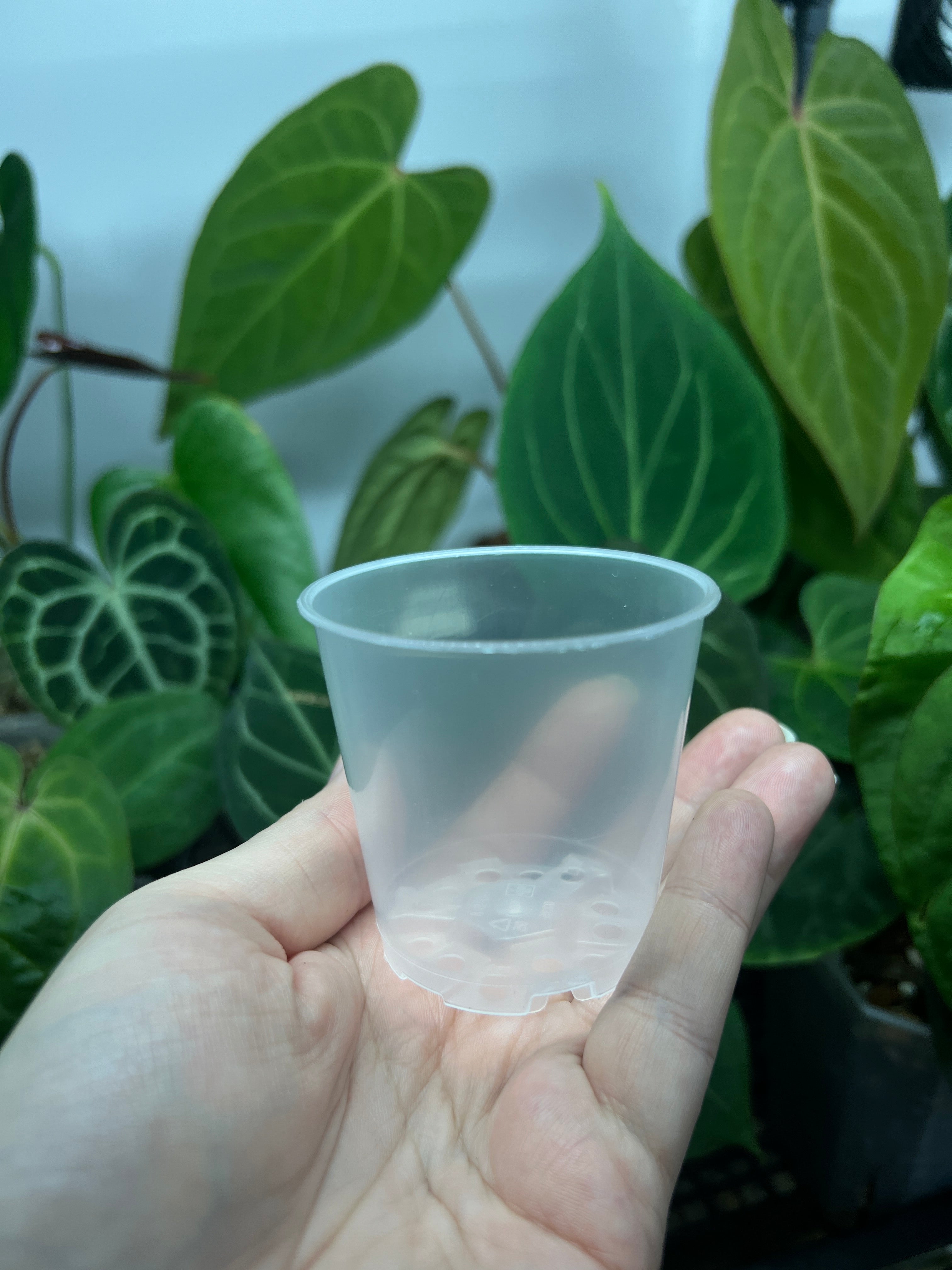 Mini Clear Pots - 6 cm - Set of 10