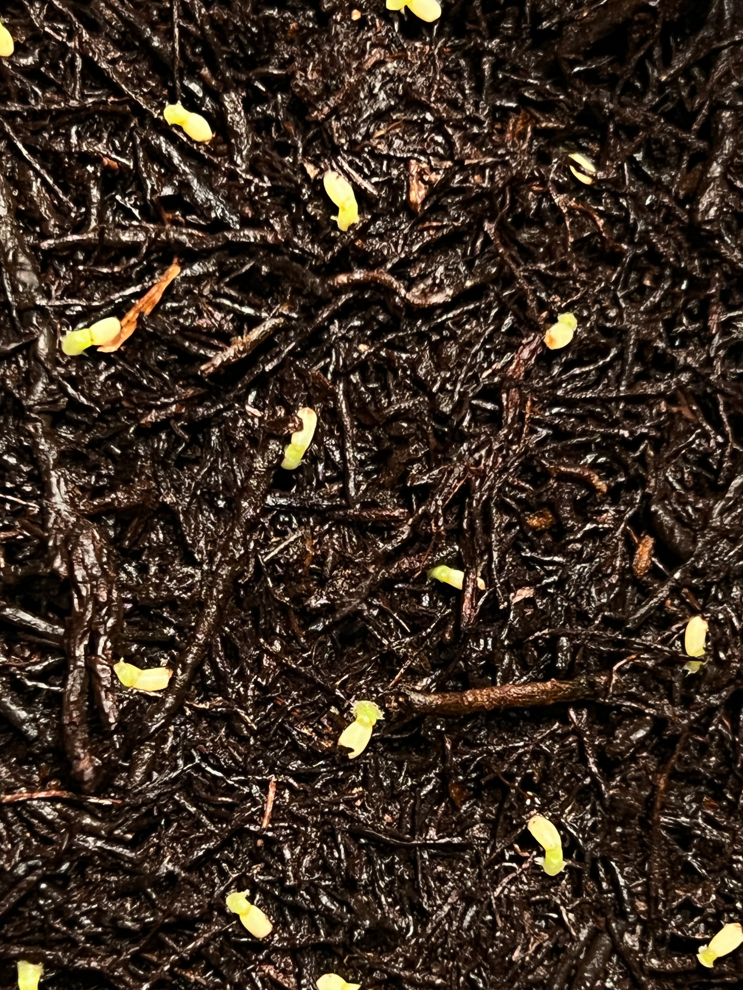 Anthurium Wendlingeri - Seeds