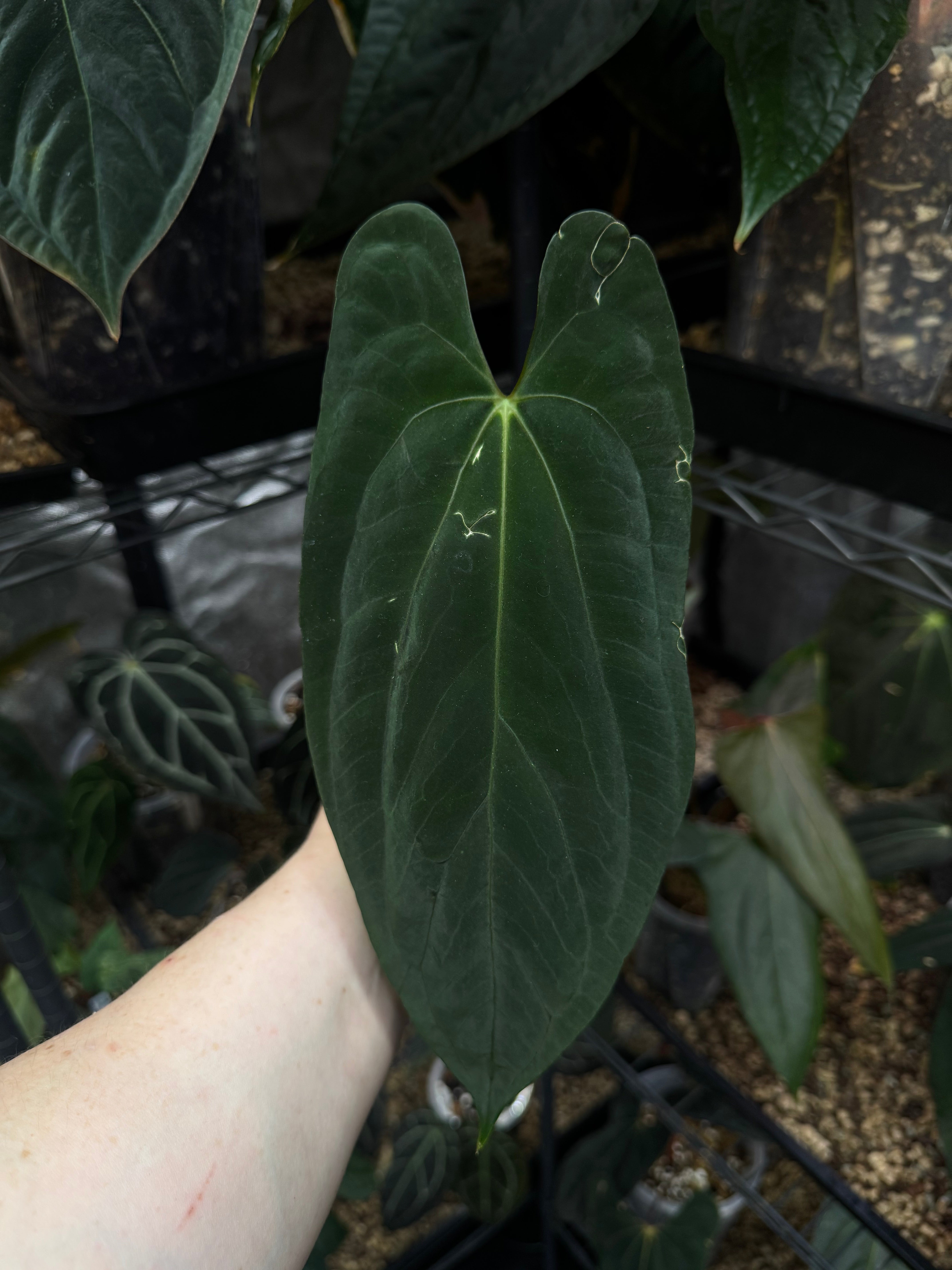 NFS: Anthurium Fort Sherman