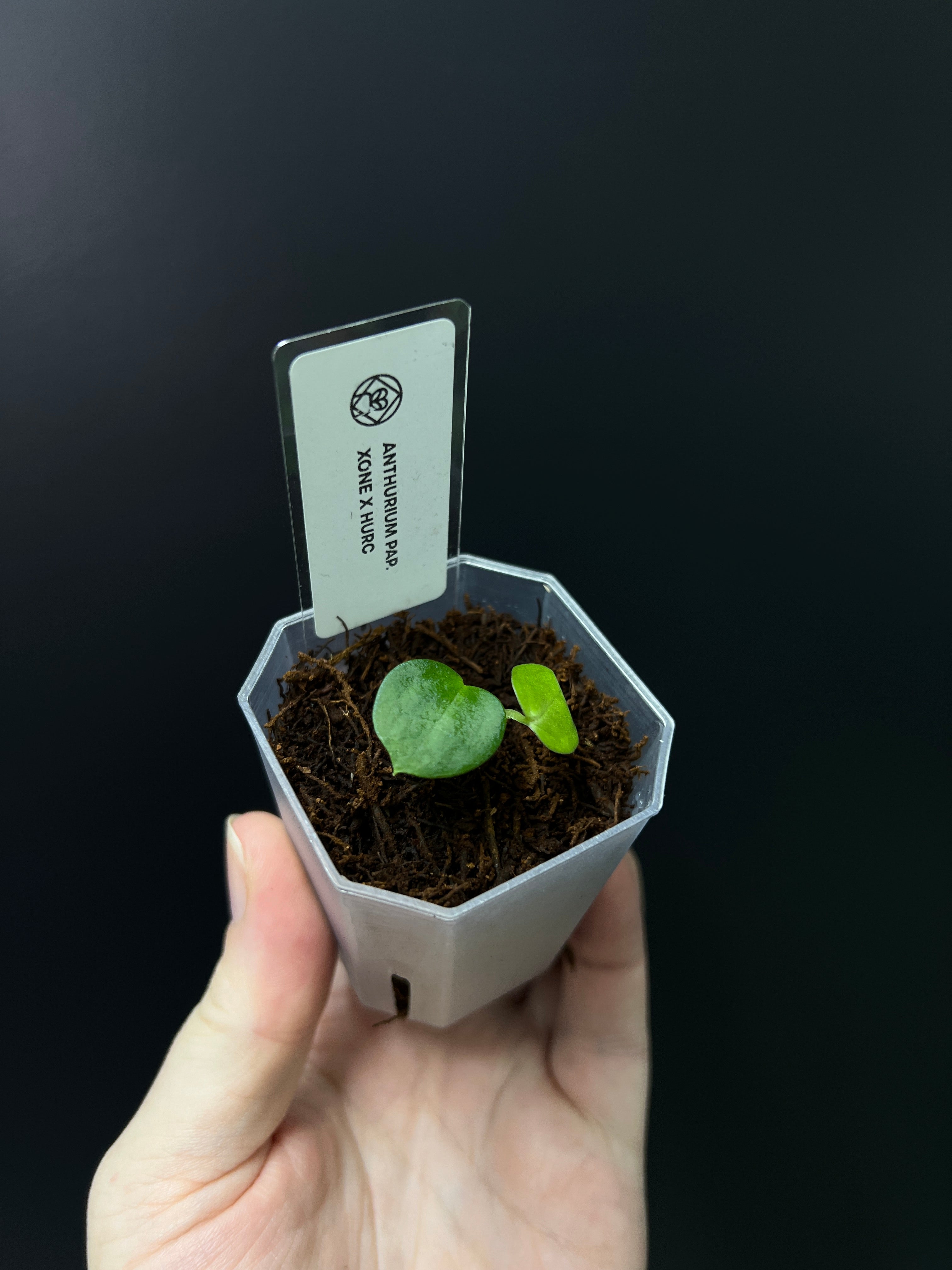 Anthurium Xone x HUxRC - Seedling