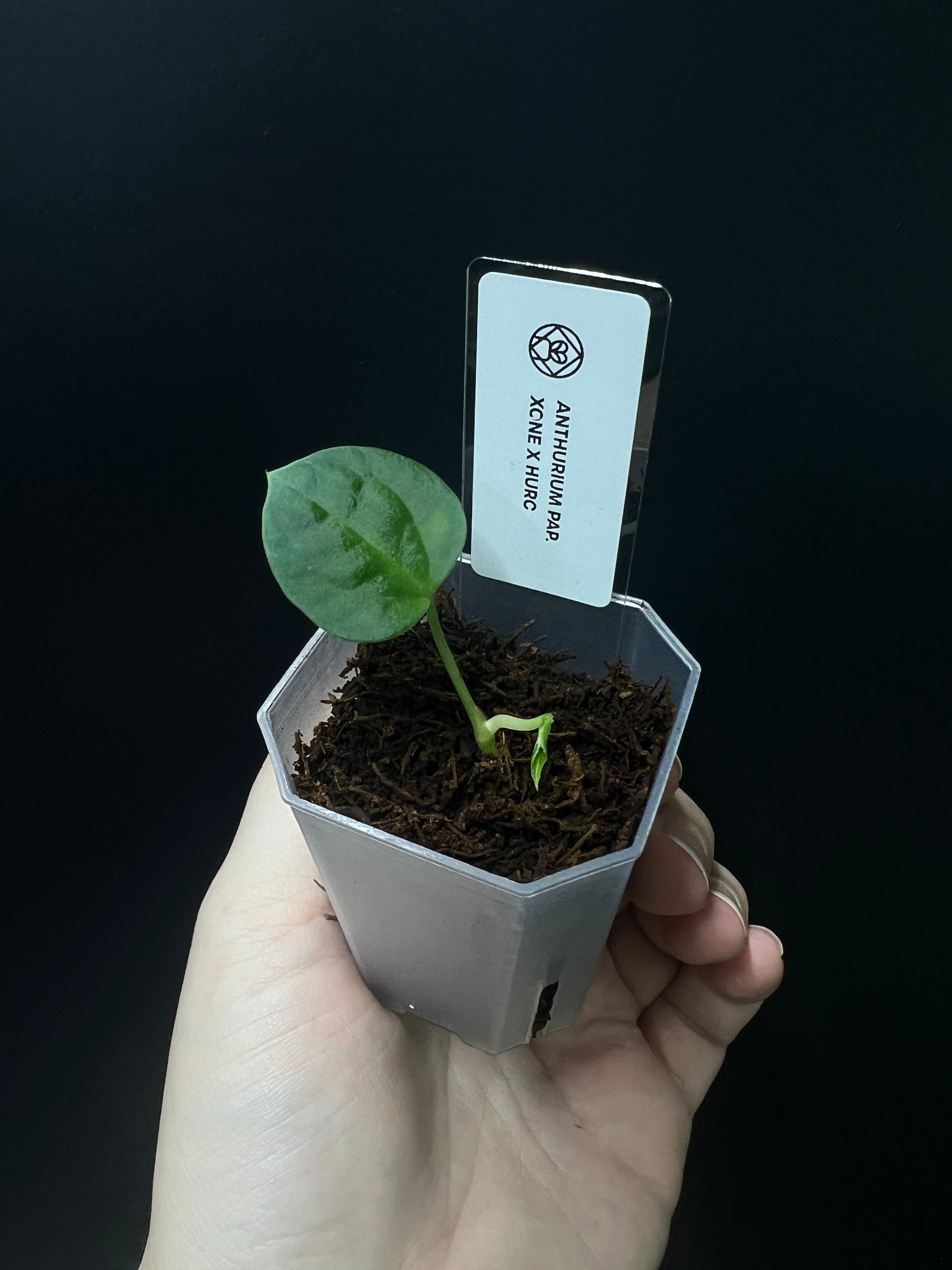 Anthurium Xone x HUxRC - Seedling