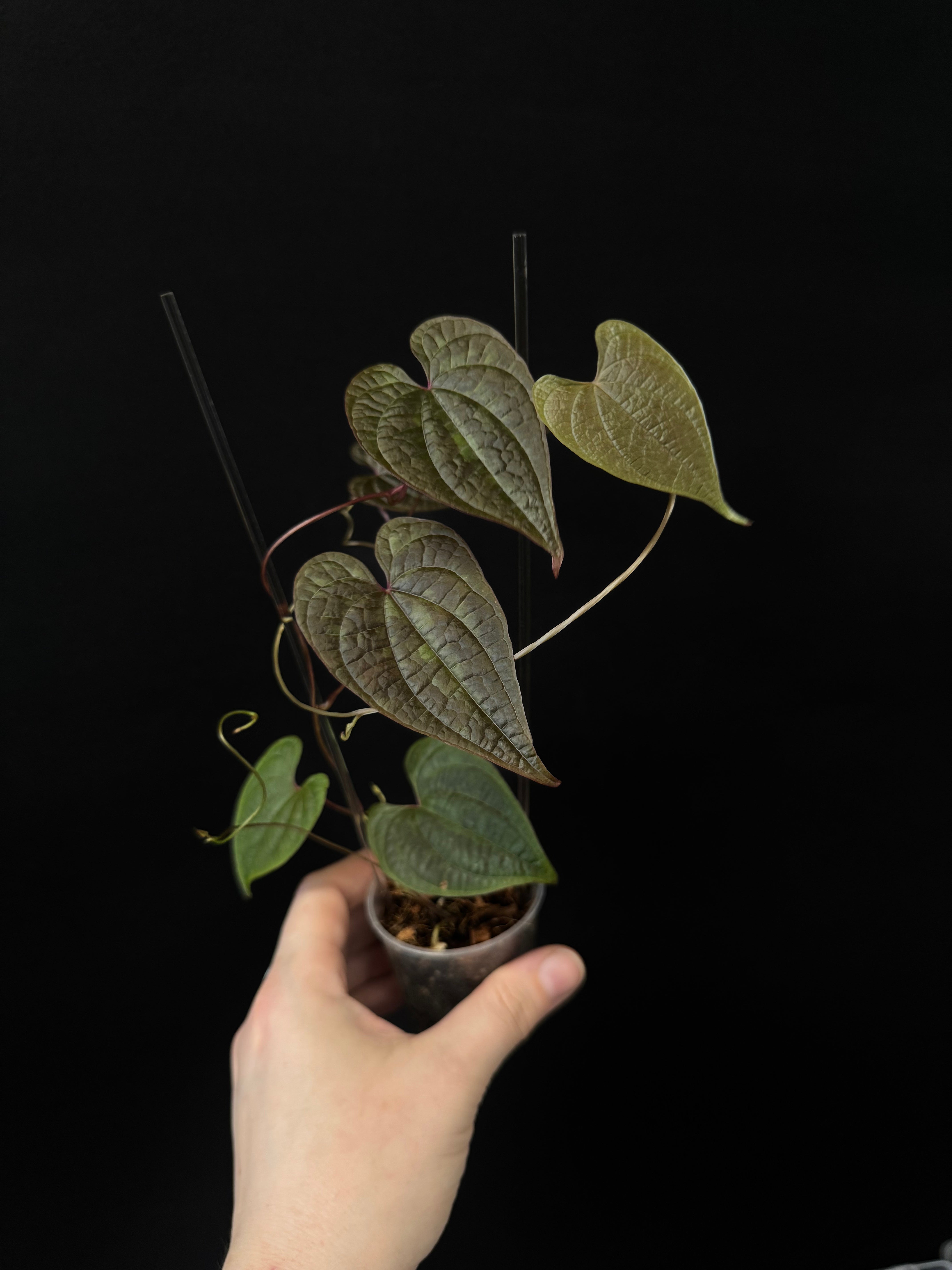 Dioscorea Discolor