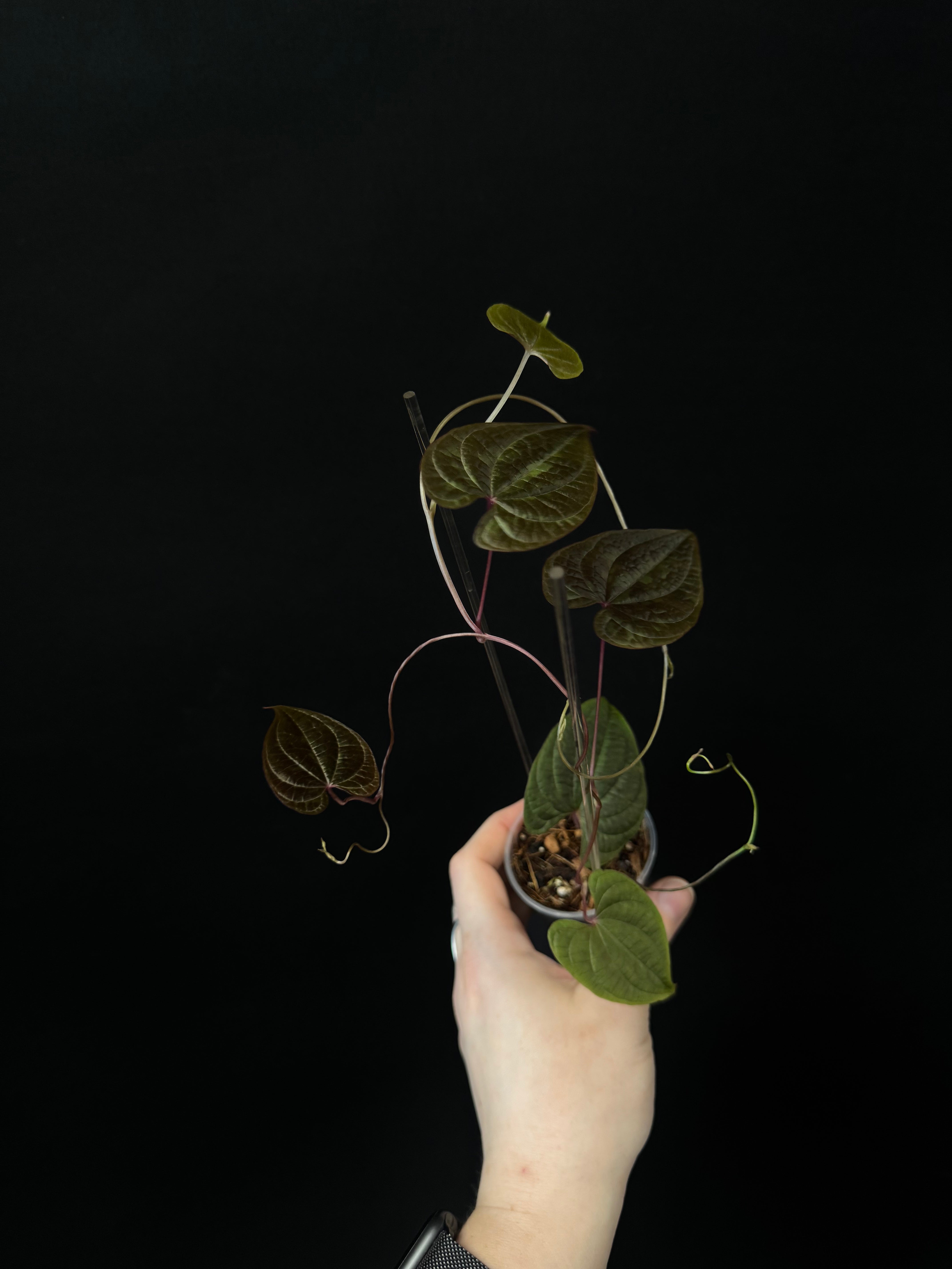 Dioscorea Discolor