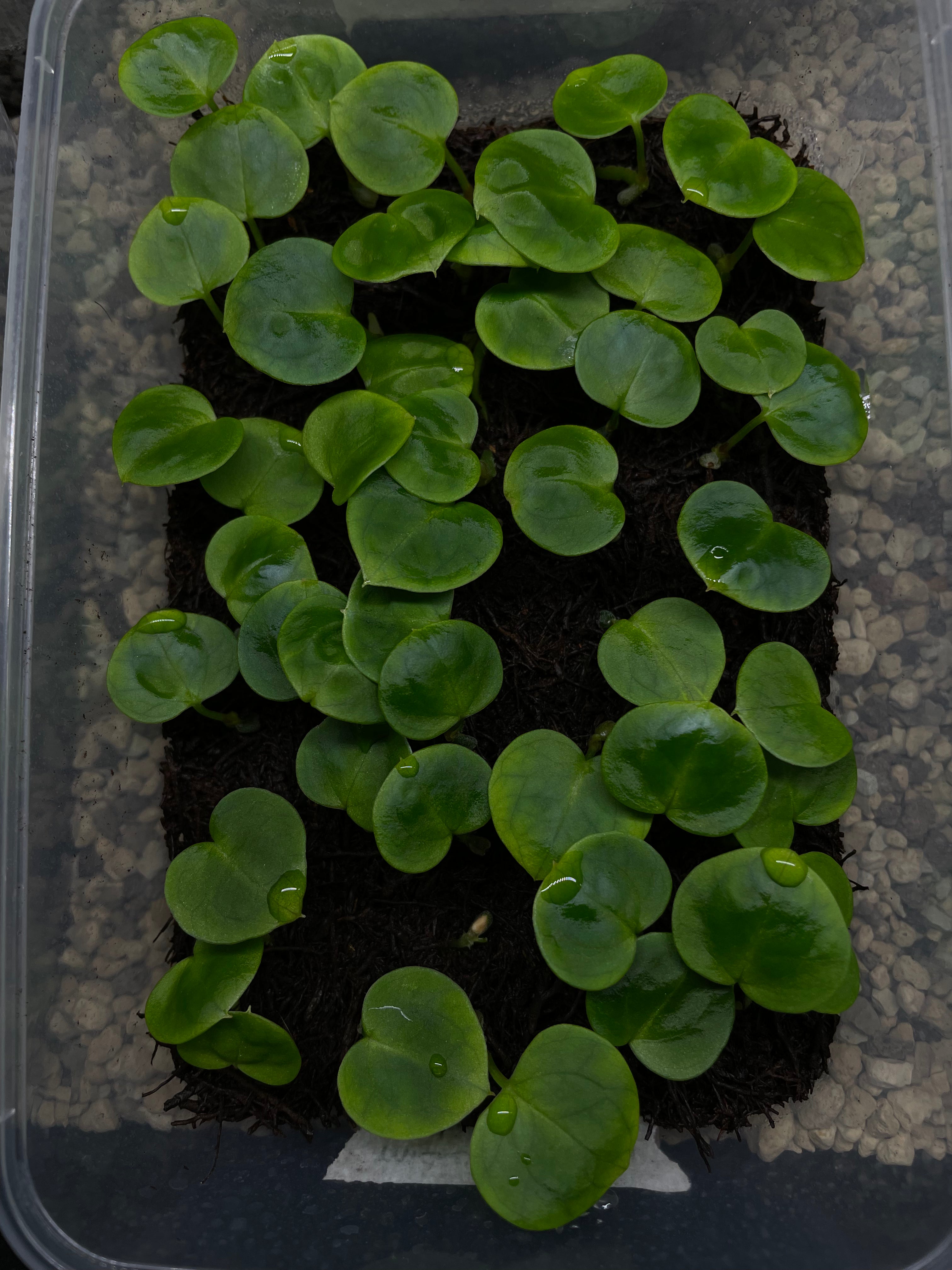 Anthurium Michelle x Forgetii (sets)