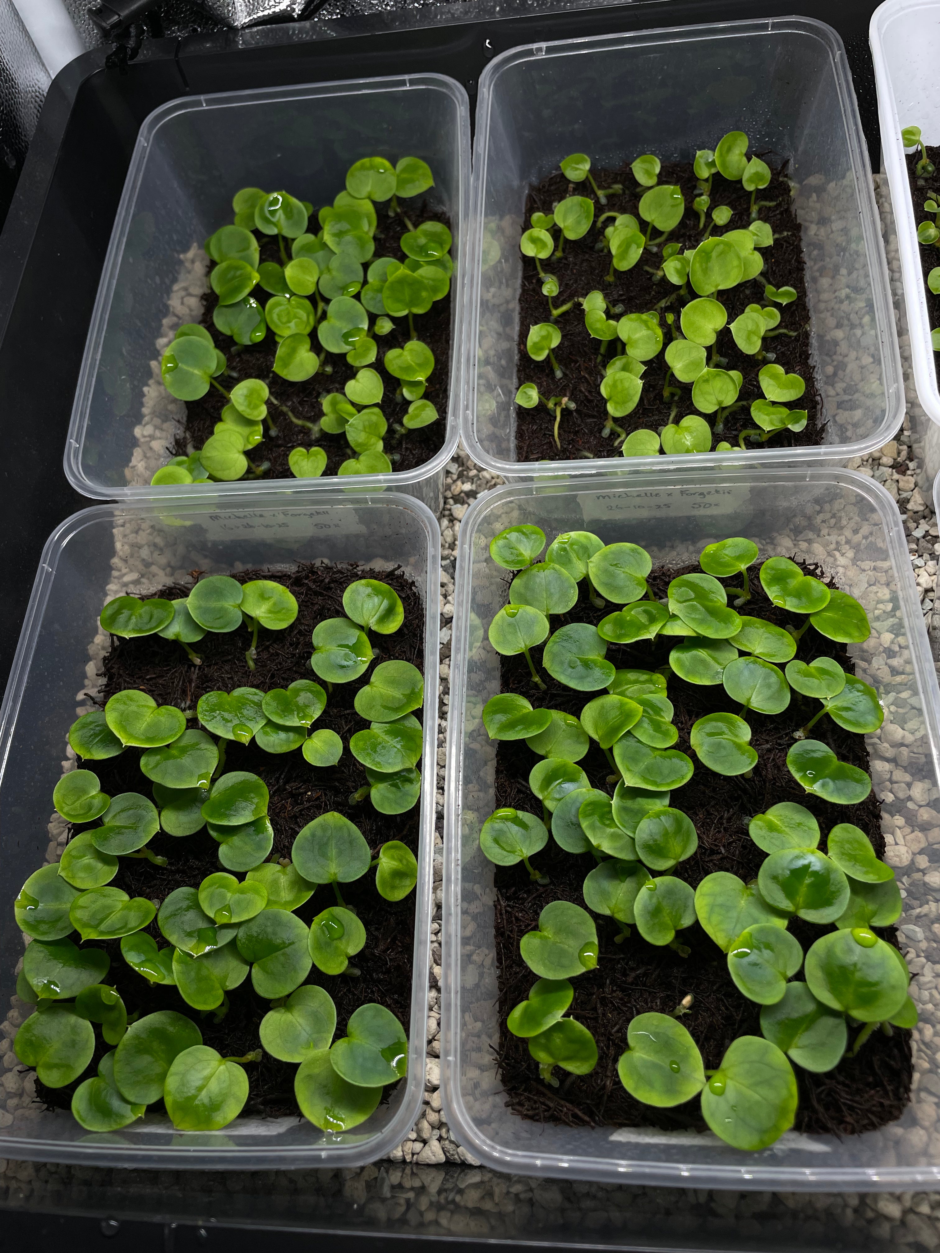 Anthurium Michelle x Forgetii (sets)