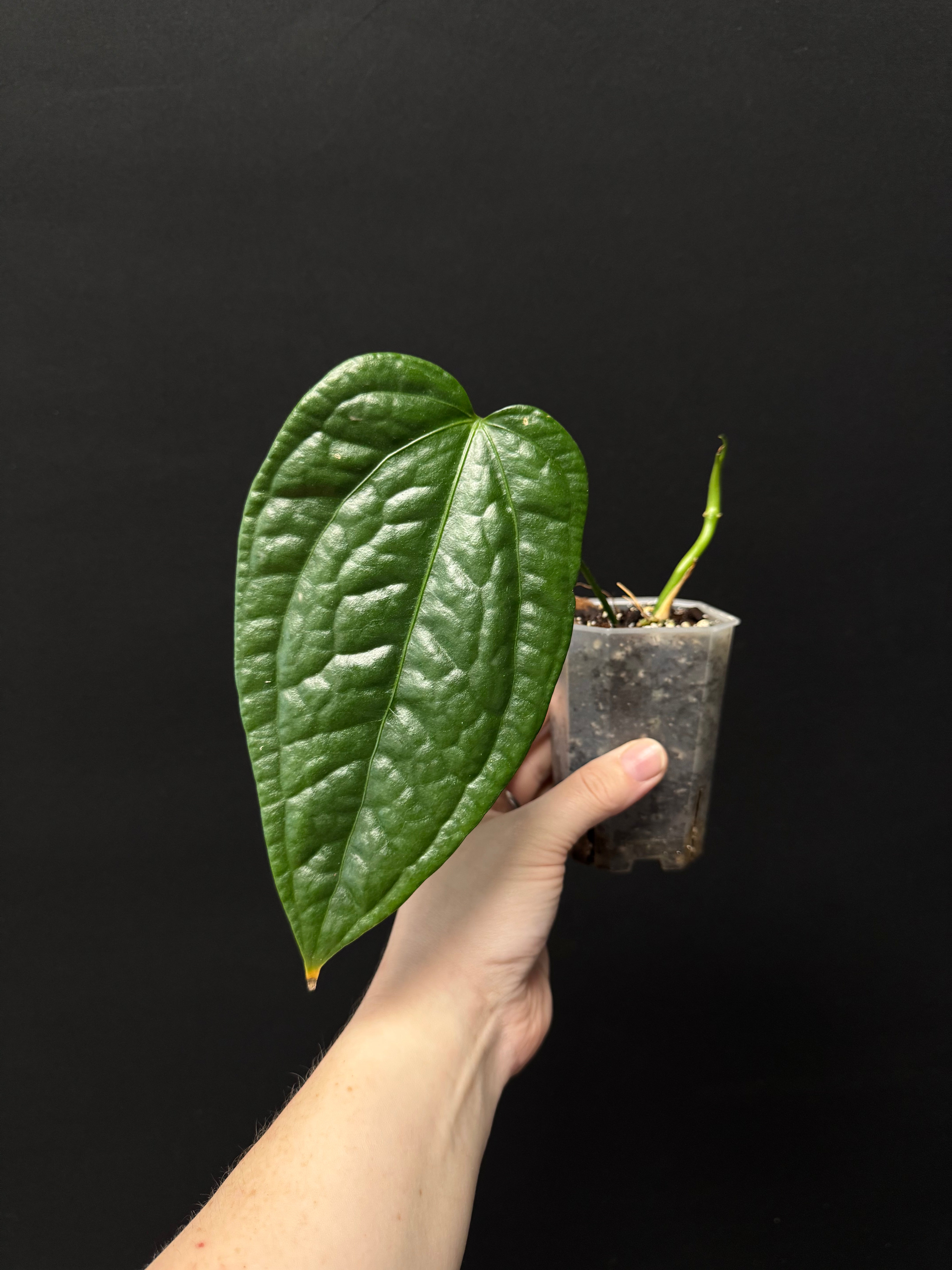 Clearance Sale -50% off - Various plants